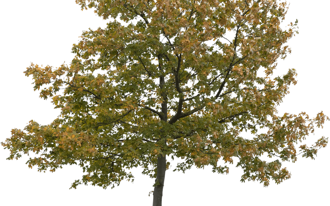 Acer platanoides
