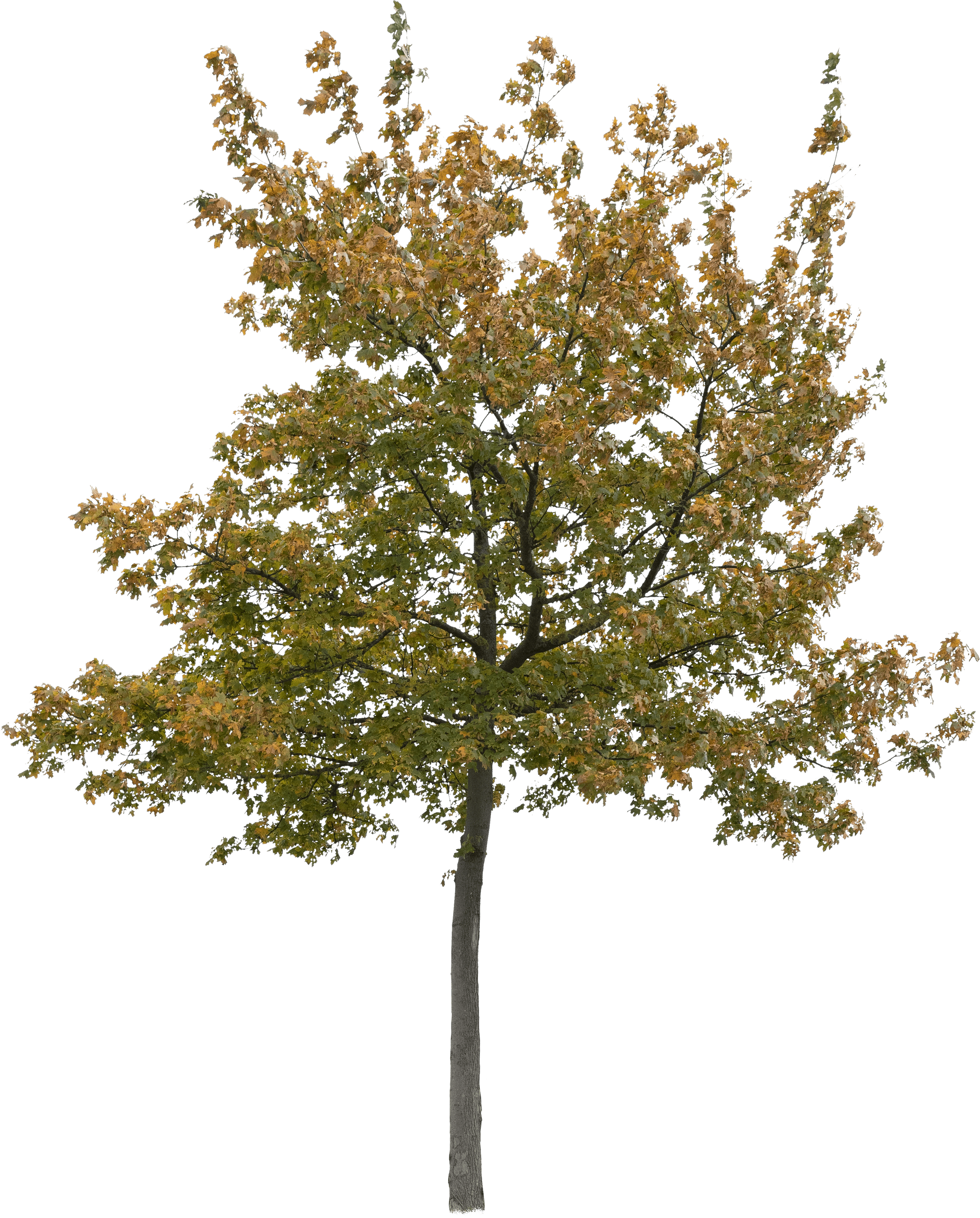 meye acer platanoides cut out tree in png