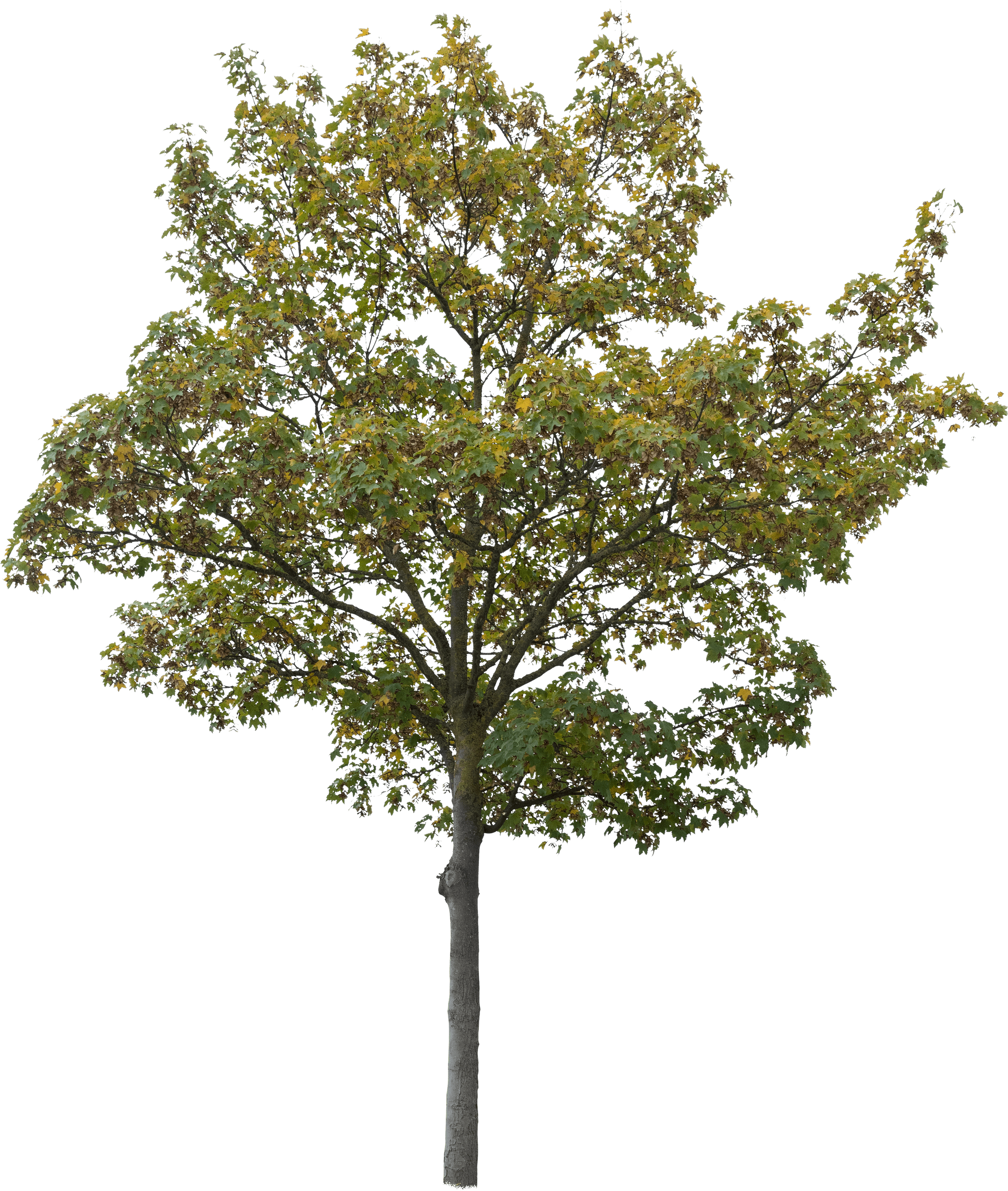 meye acer platanoides cut out tree in png