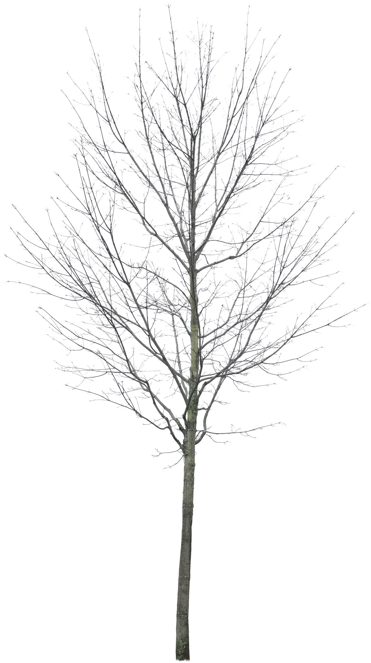 Acer platanoides - Meye