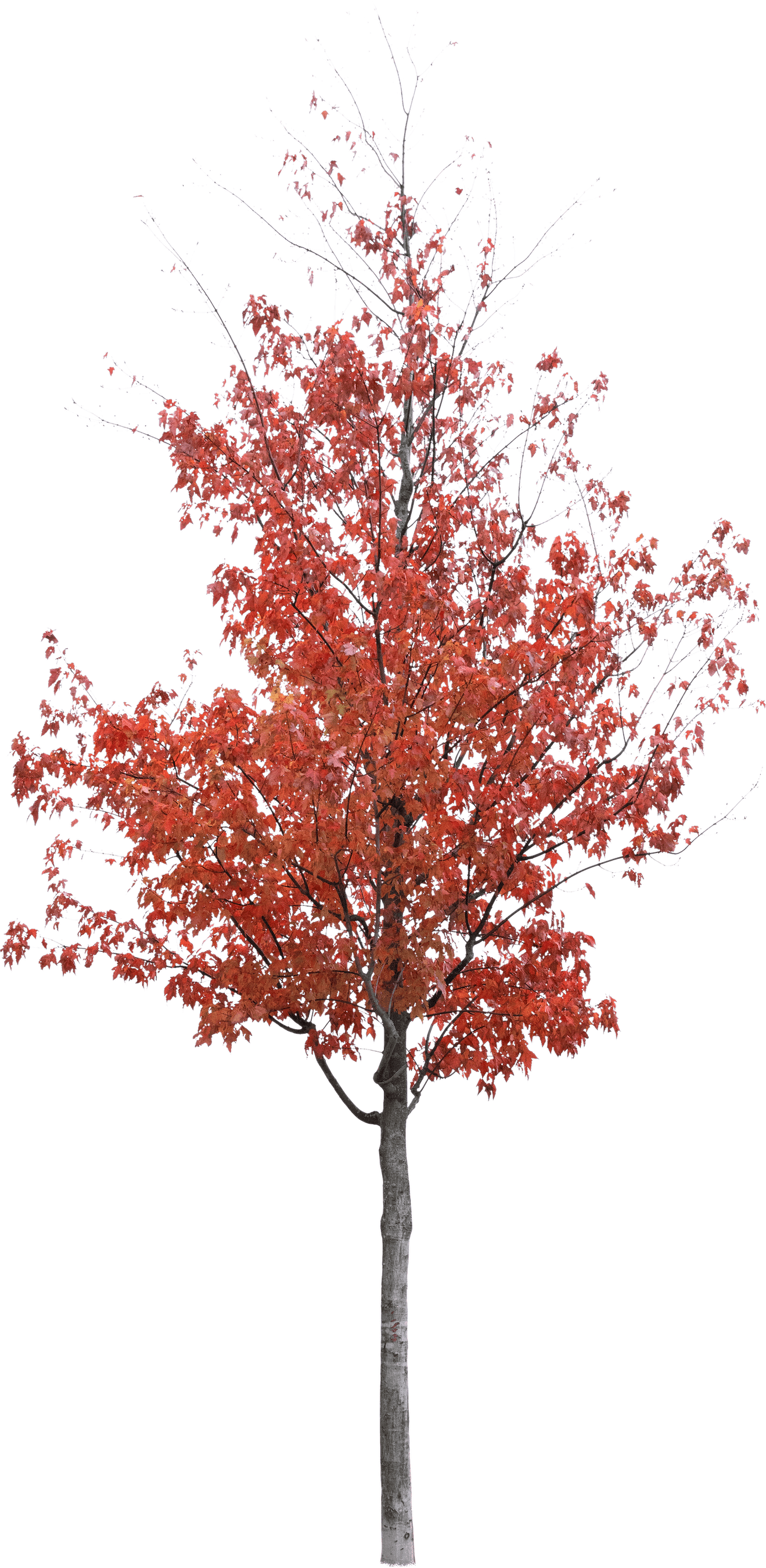 meye acer rubrum cut out tree in png