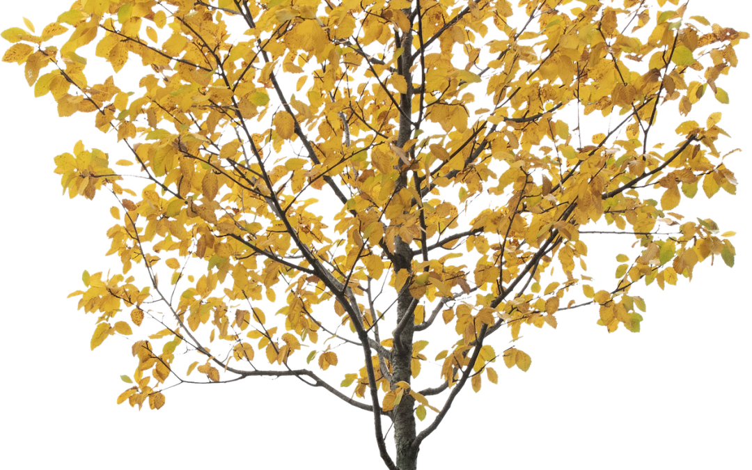 Sorbus latifolia ‘Atro’