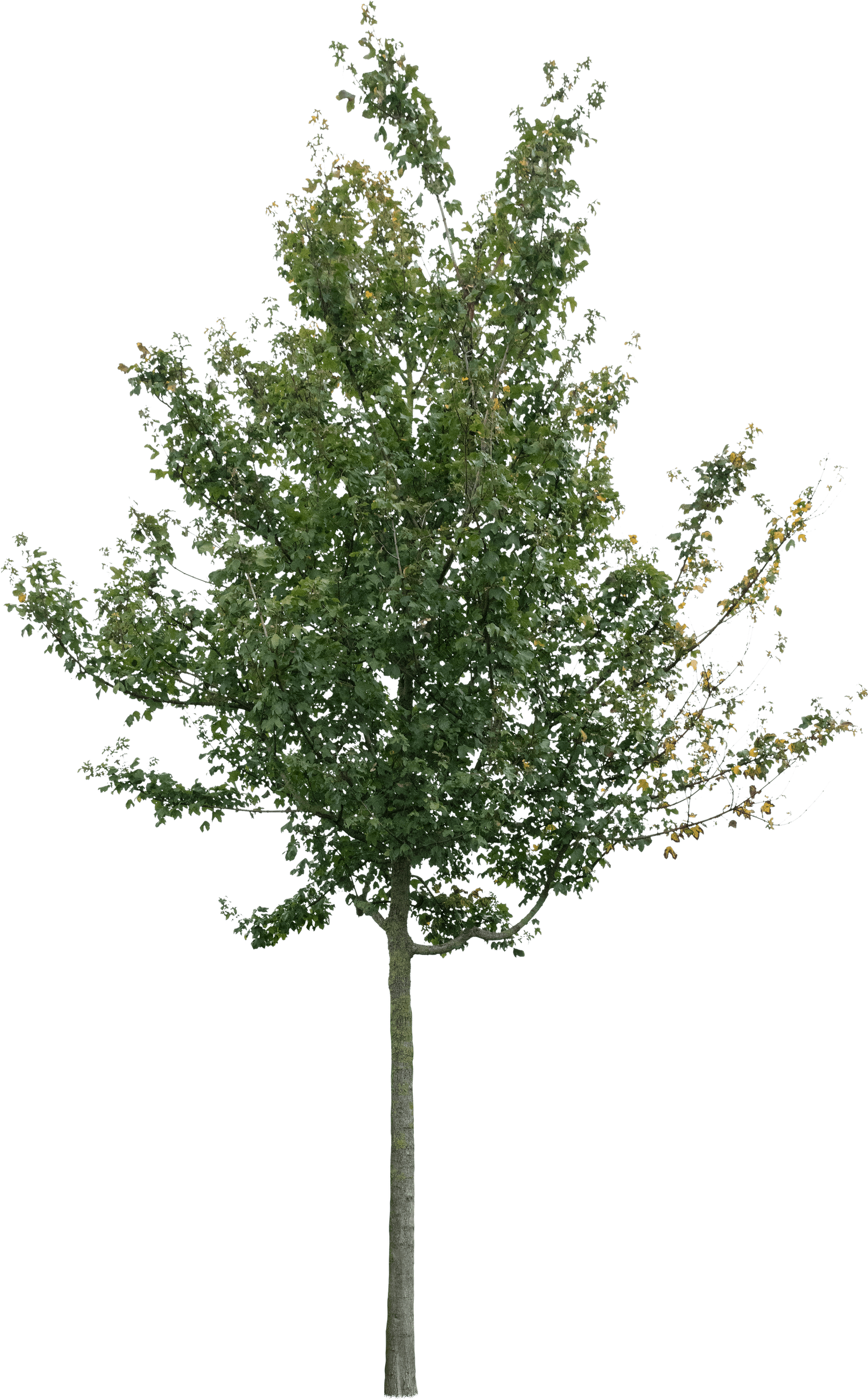 meye acer campestre cut out tree in png