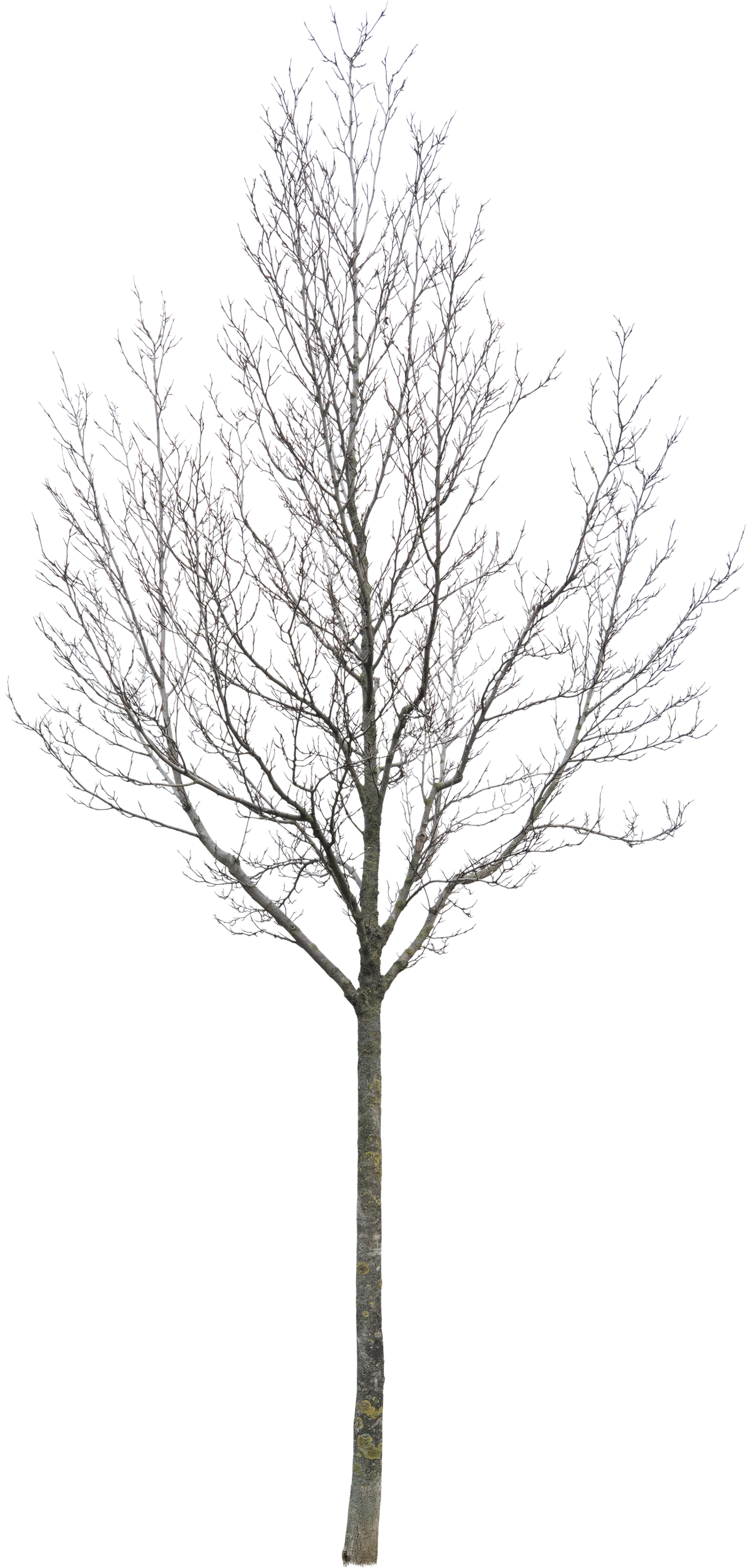Magnolia kobus - Meye