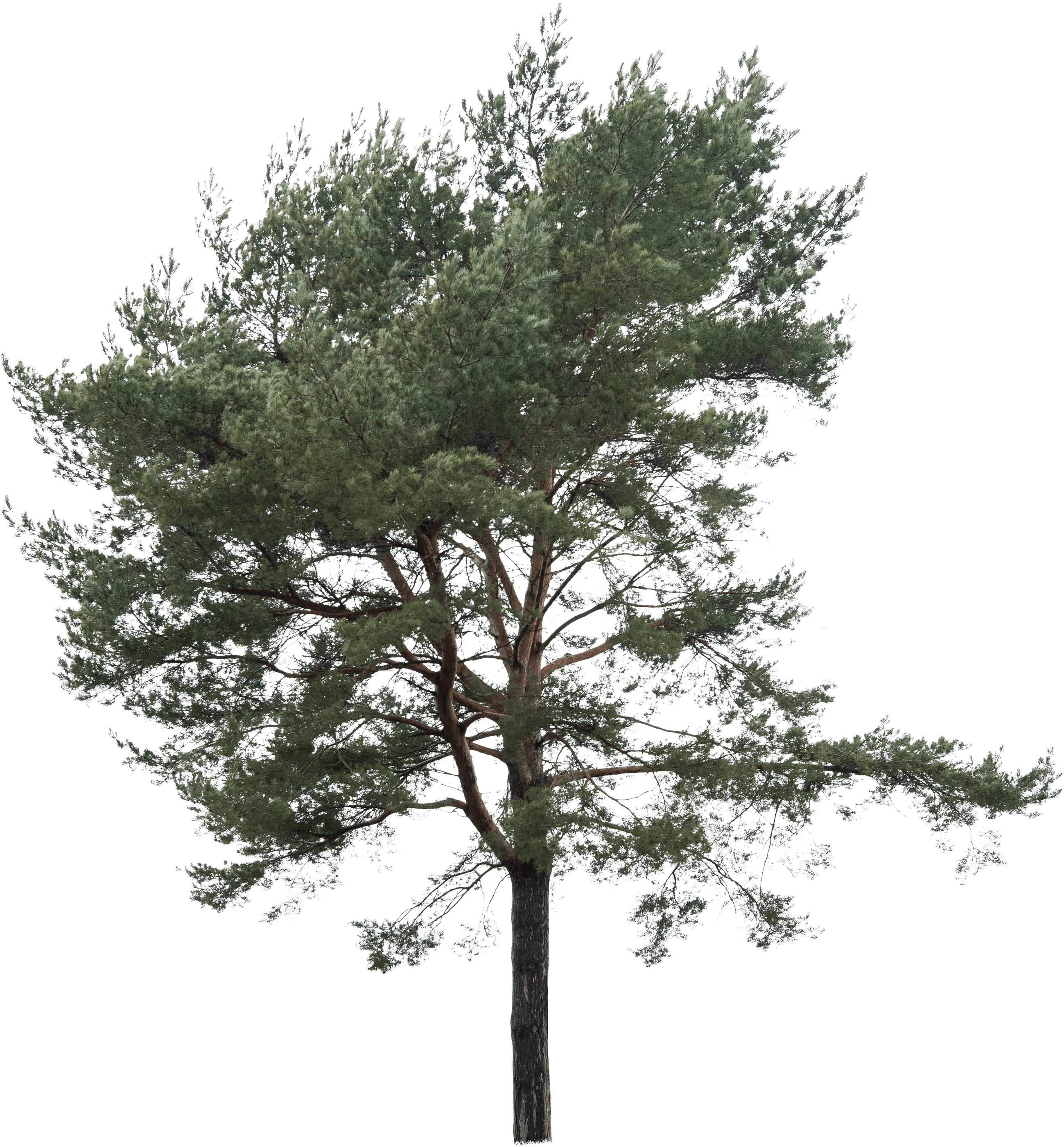 meye pinus sylvestris cut out tree in png