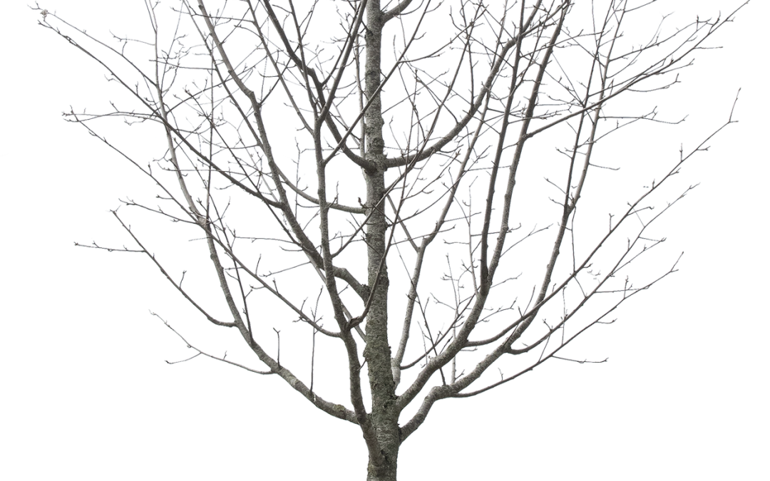 Sorbus latifolia ‘Atro’