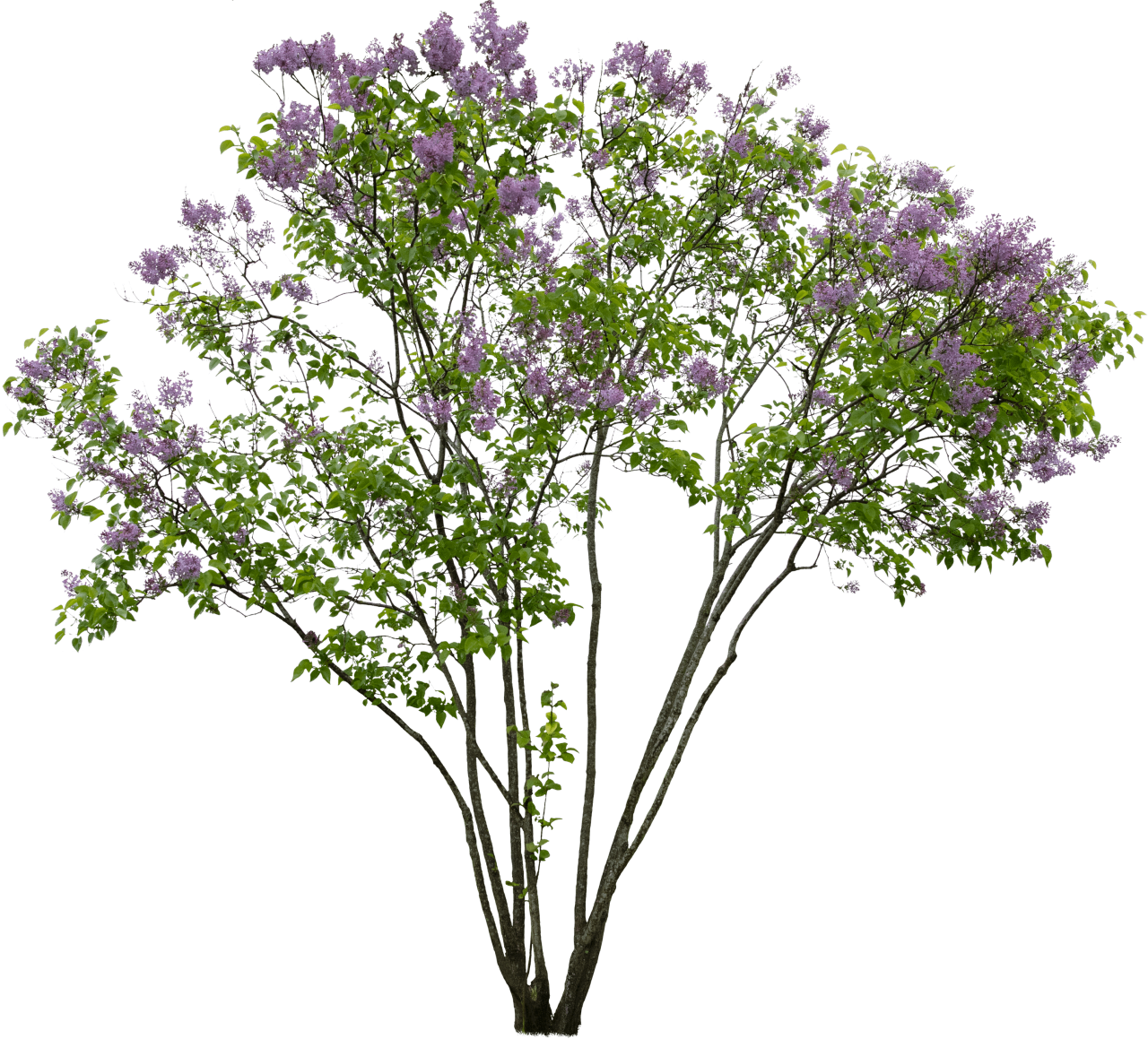 Syringa vulgaris Meye