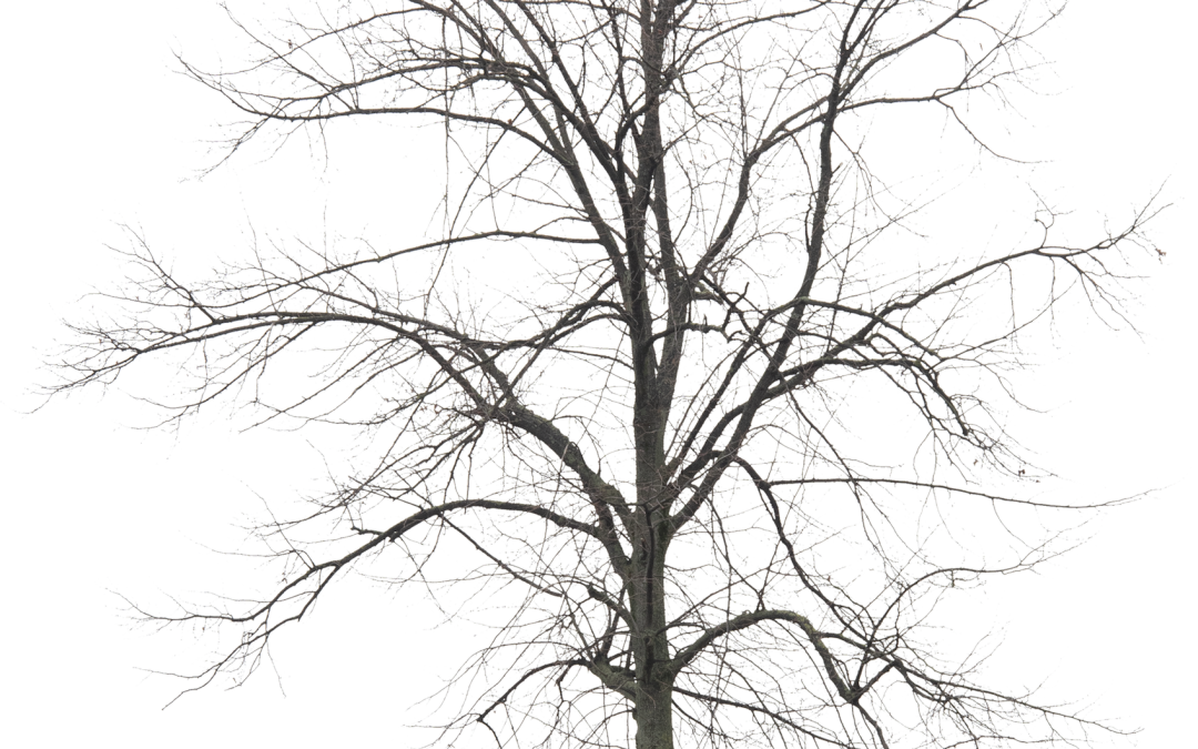 Tilia × europaea ‘Pallida’