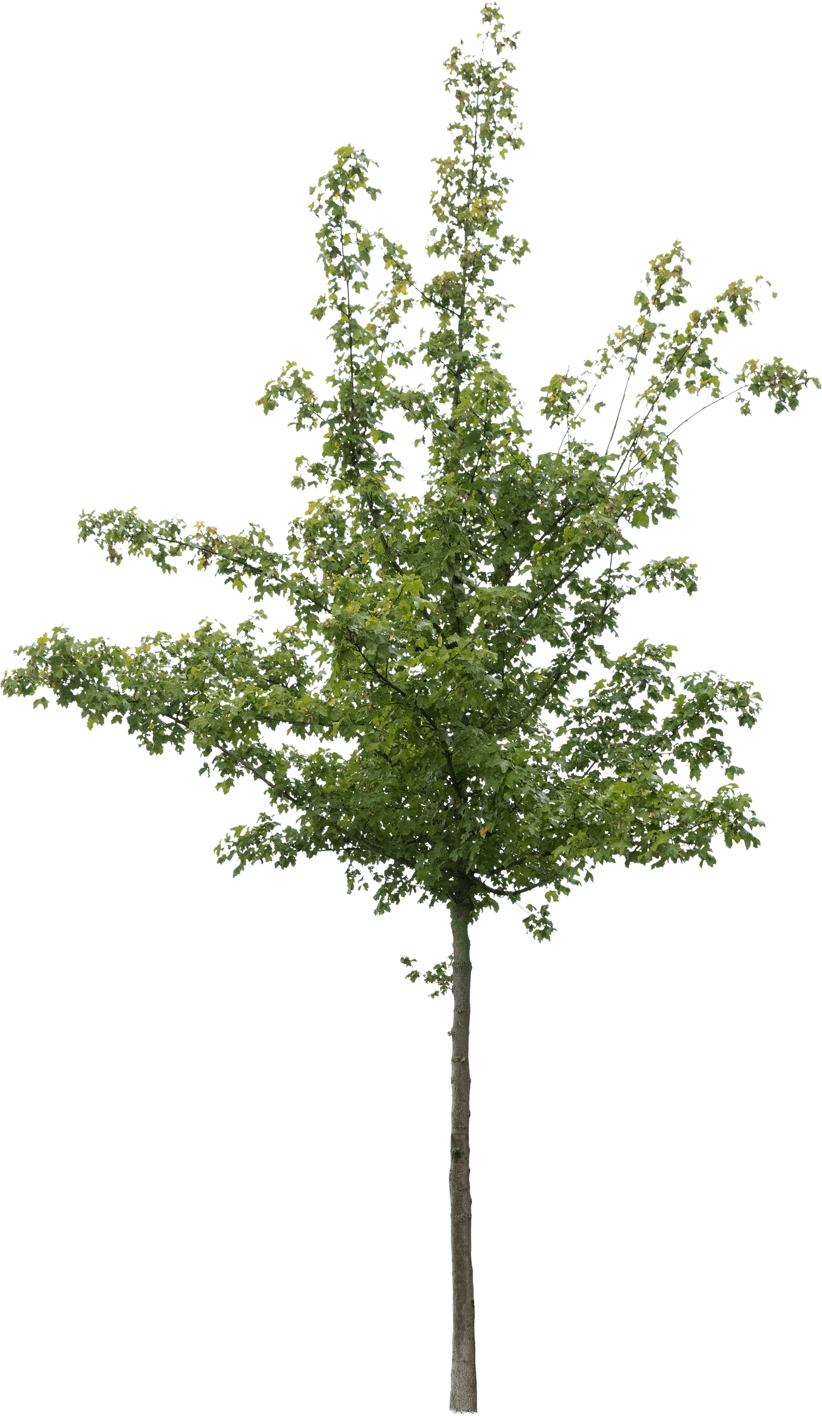 meye acer campestre cut out tree in png