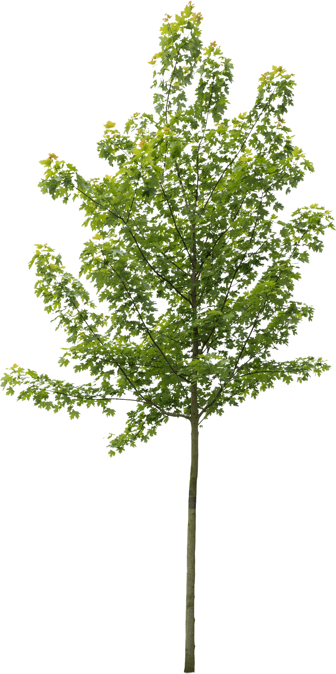 meye acer freemani elegant cut out tree in png