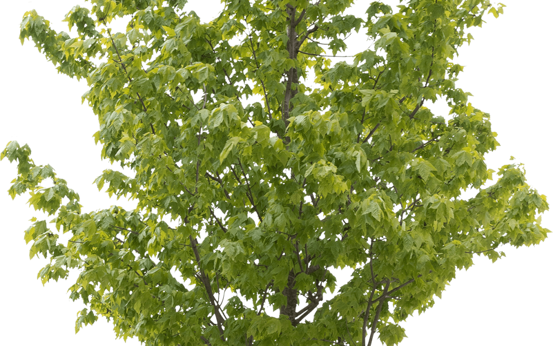 Acer rubrum
