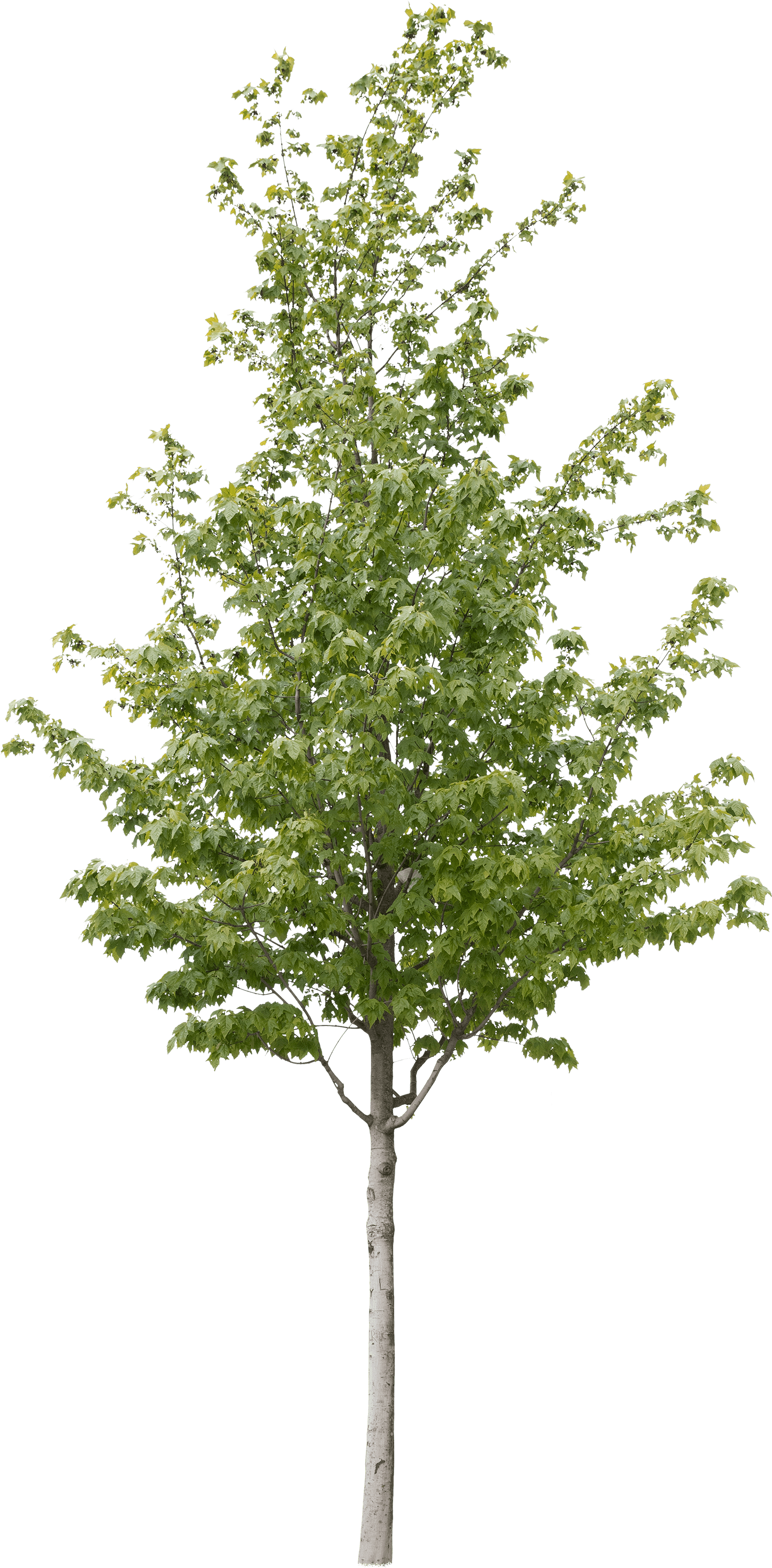 meye acer rubrum cut out tree in png