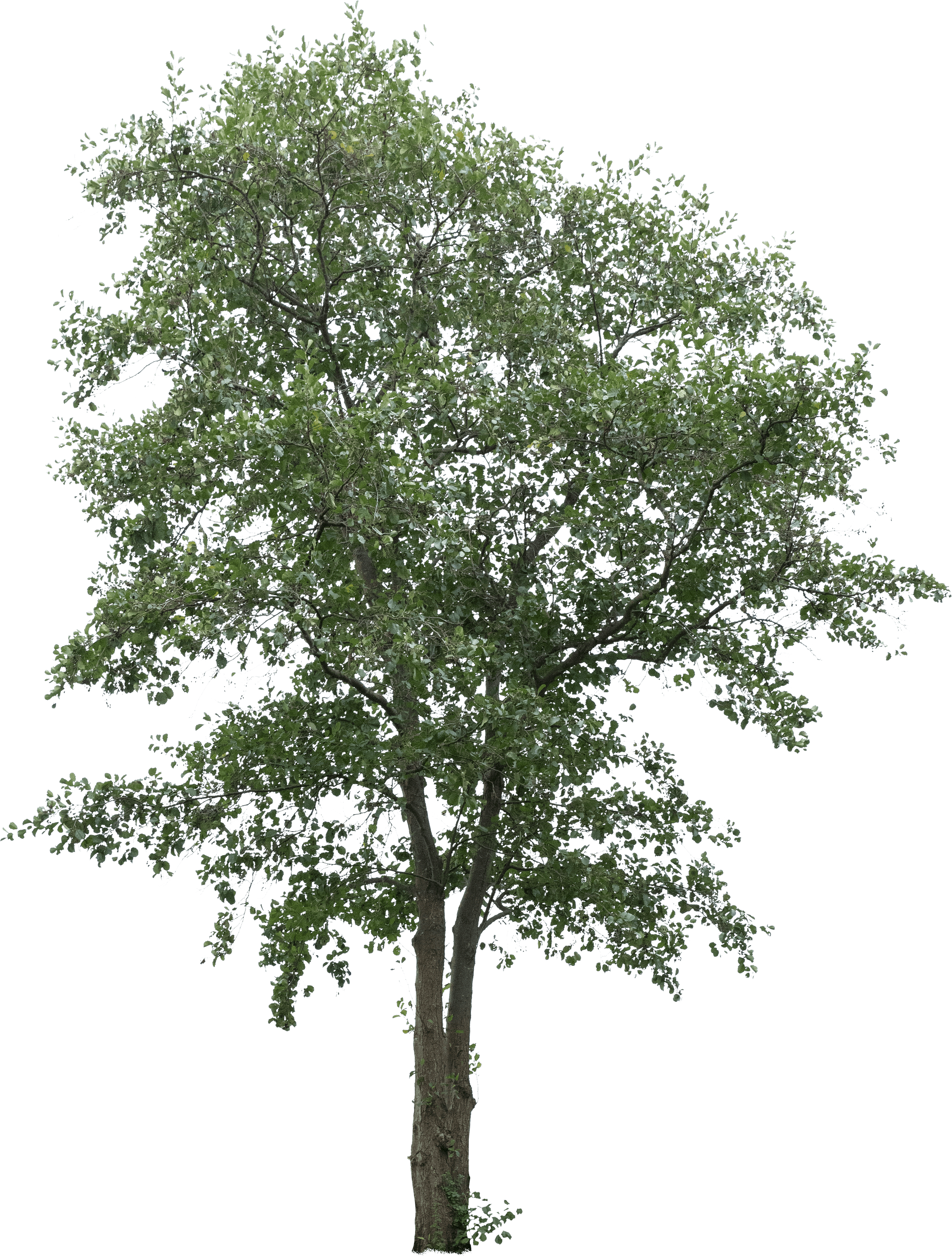 meye alnus glutinosa cut out tree in png