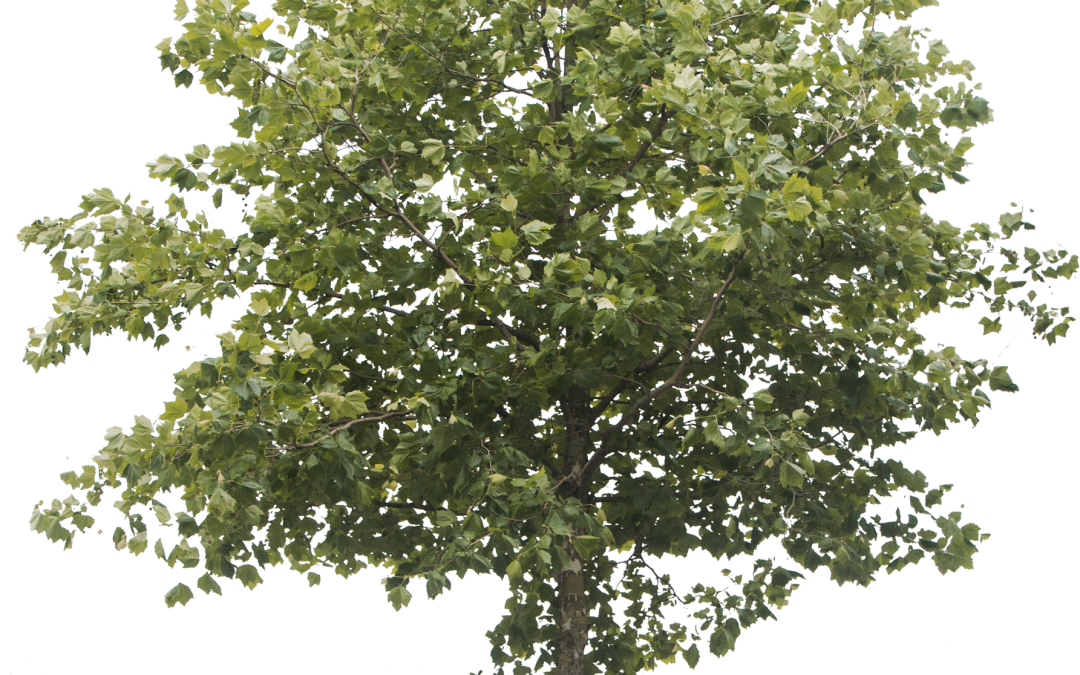 Platanus × acerifolia