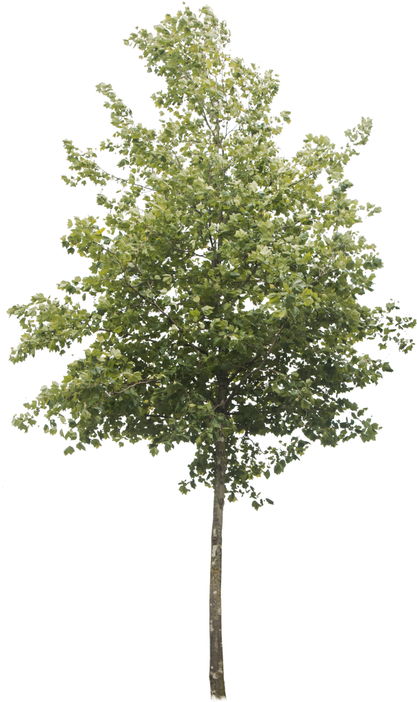 Platanus × acerifolia - Meye