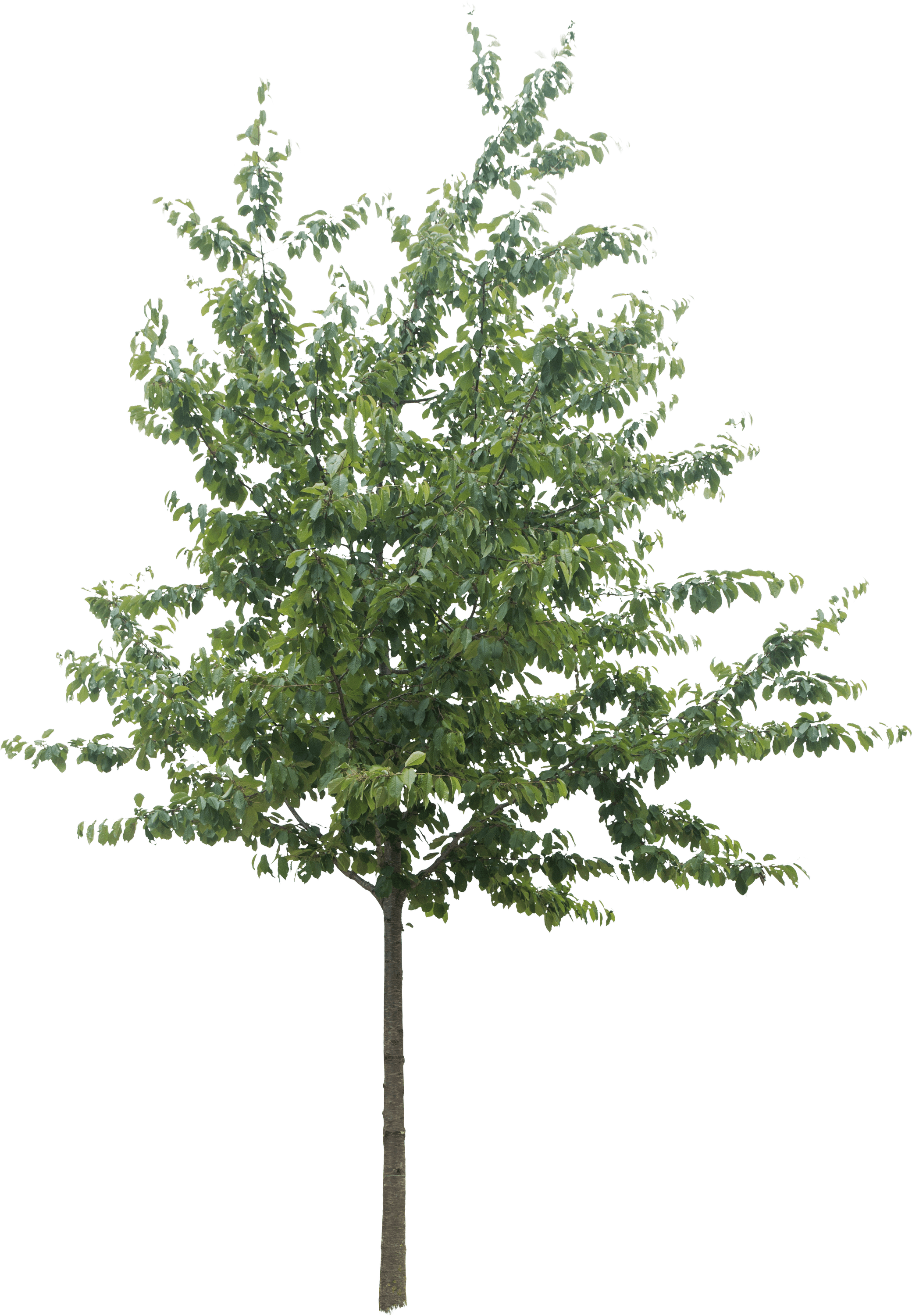 meye prunus avium cut out tree in png