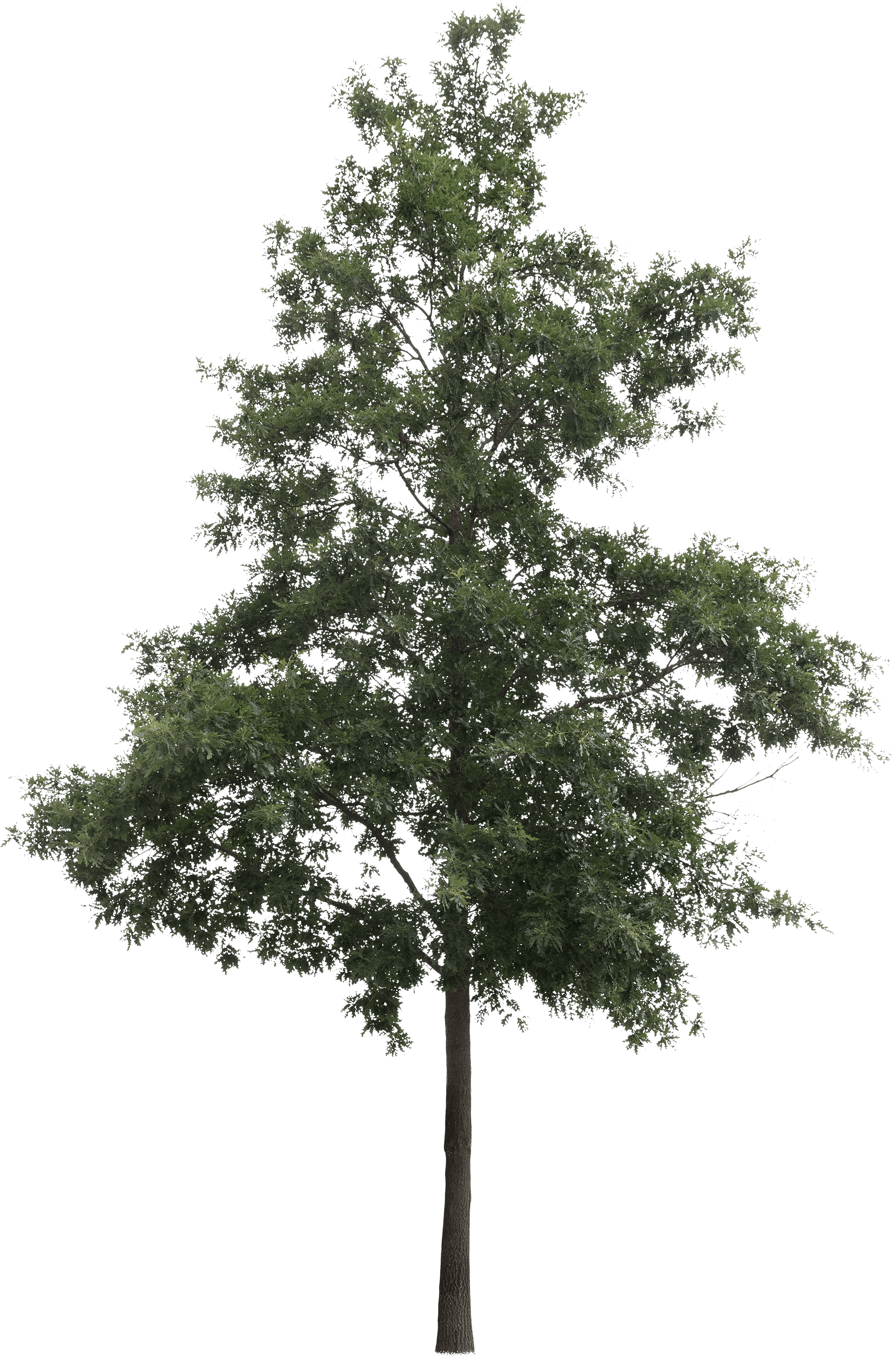 meye quercus cerris cut out tree in png
