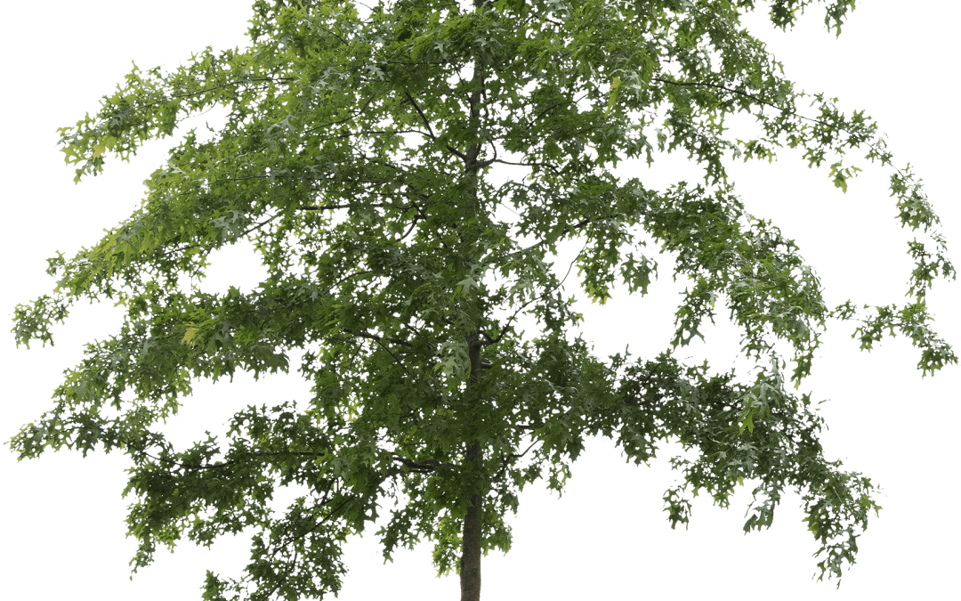 Quercus palustris