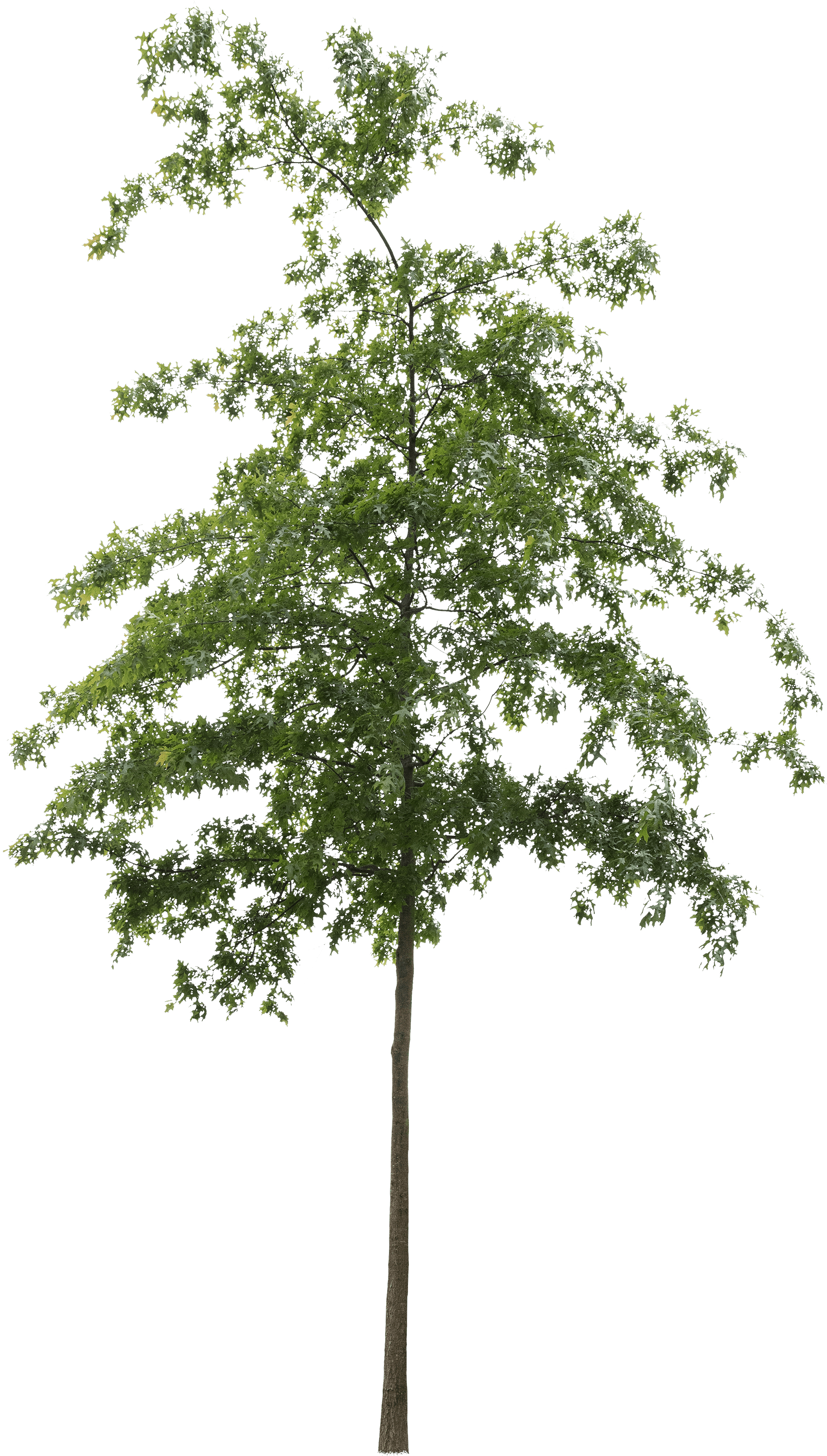 meye quercus palustris cut out tree in png
