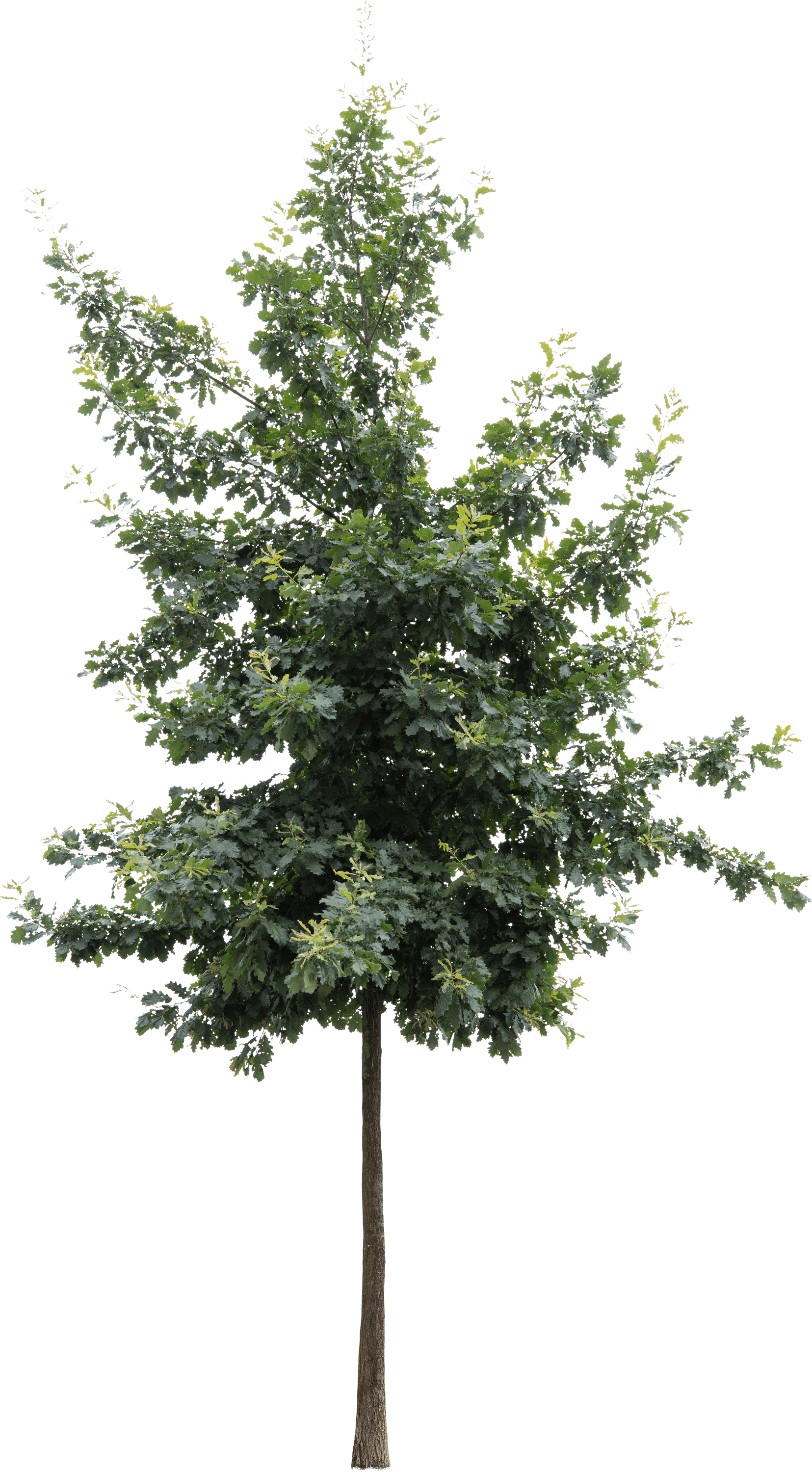 meye quercus petraea cut out tree in png