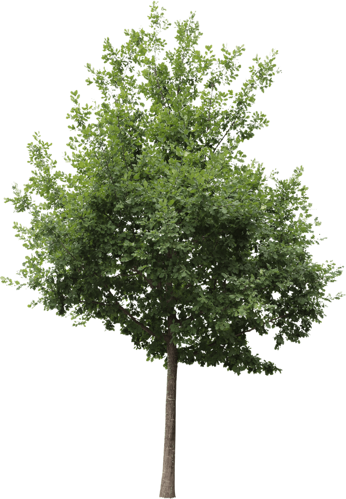 Quercus robur - Meye