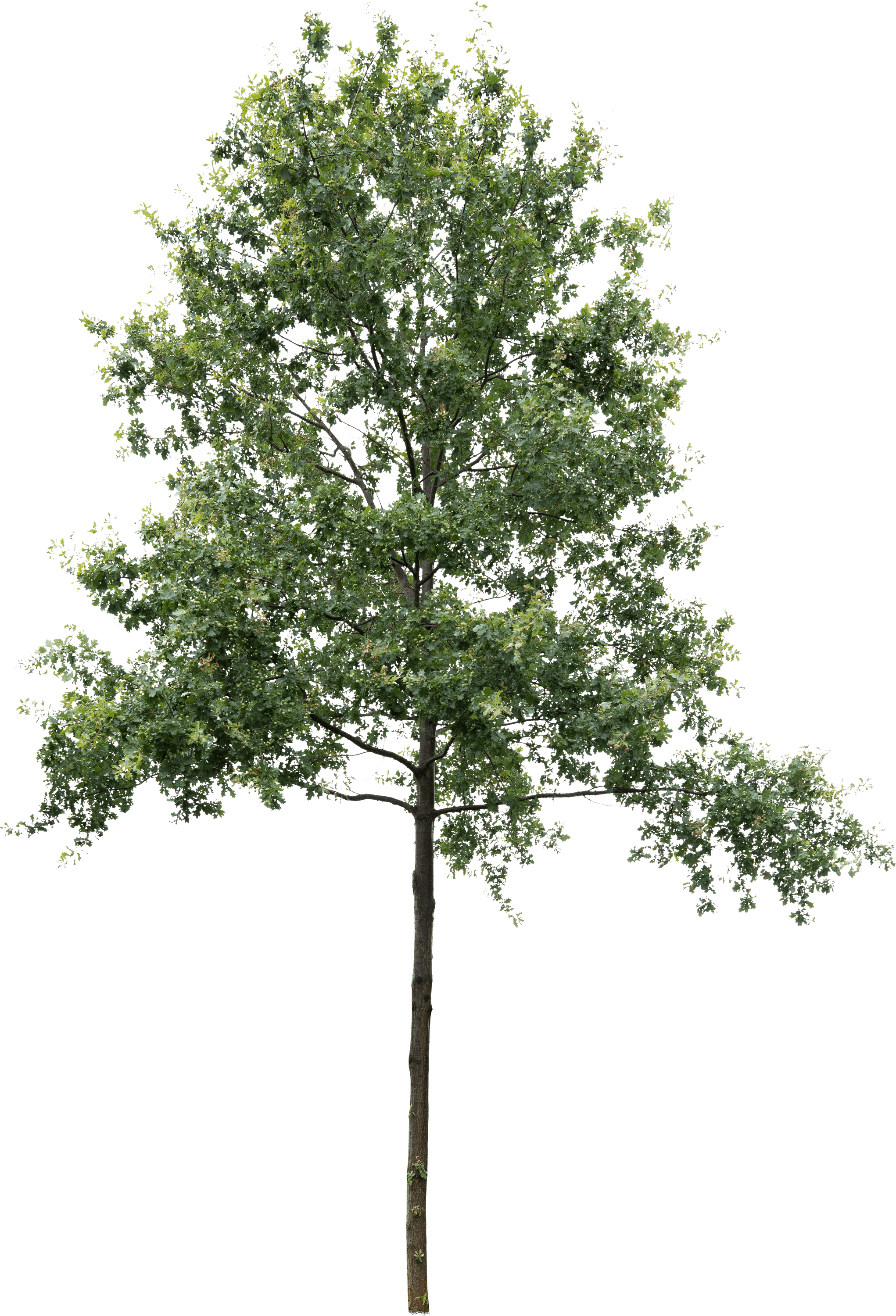 meye quercus robur cut out tree in png