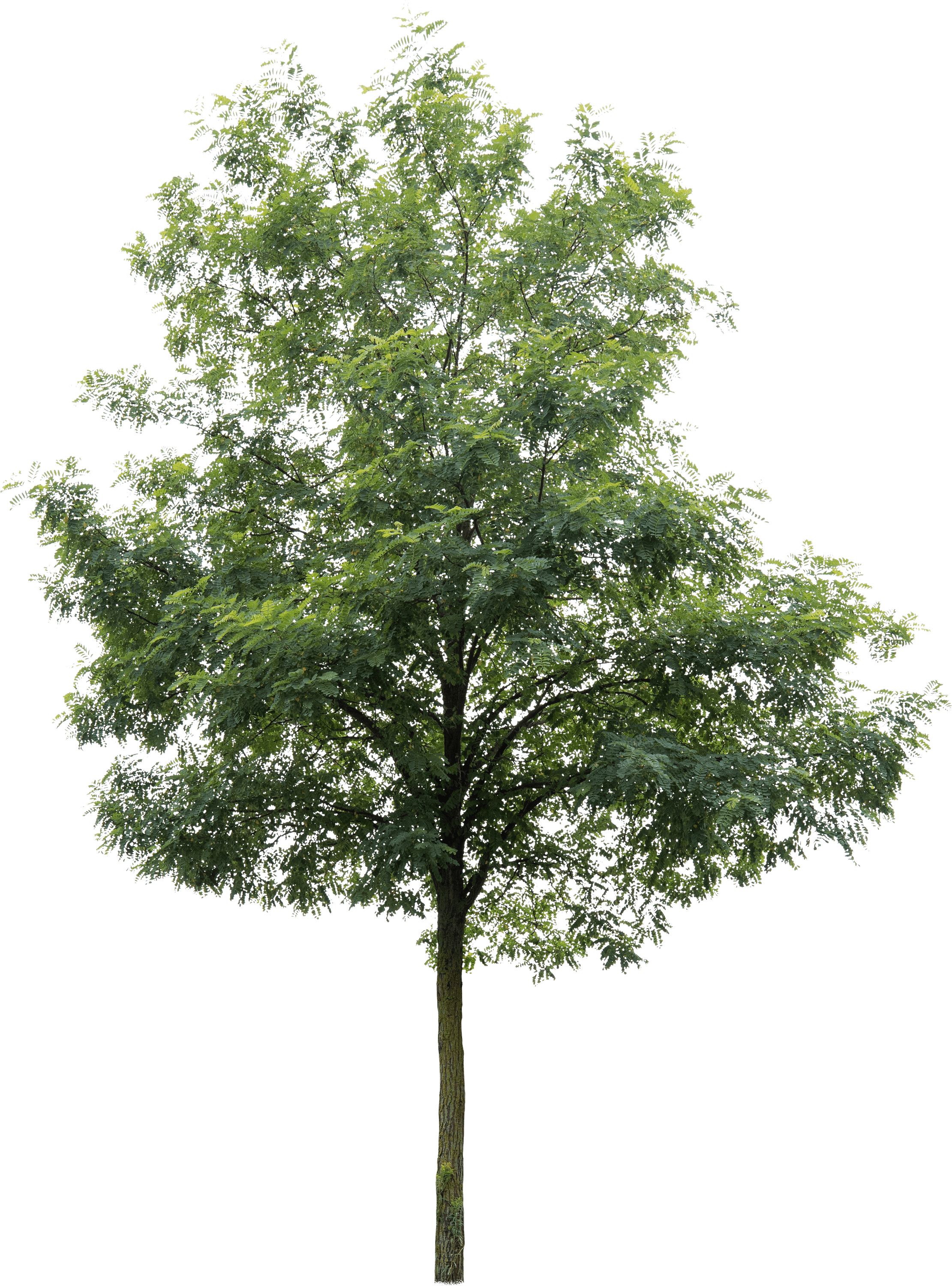 meye robinia pseudoacacia cut out tree in png