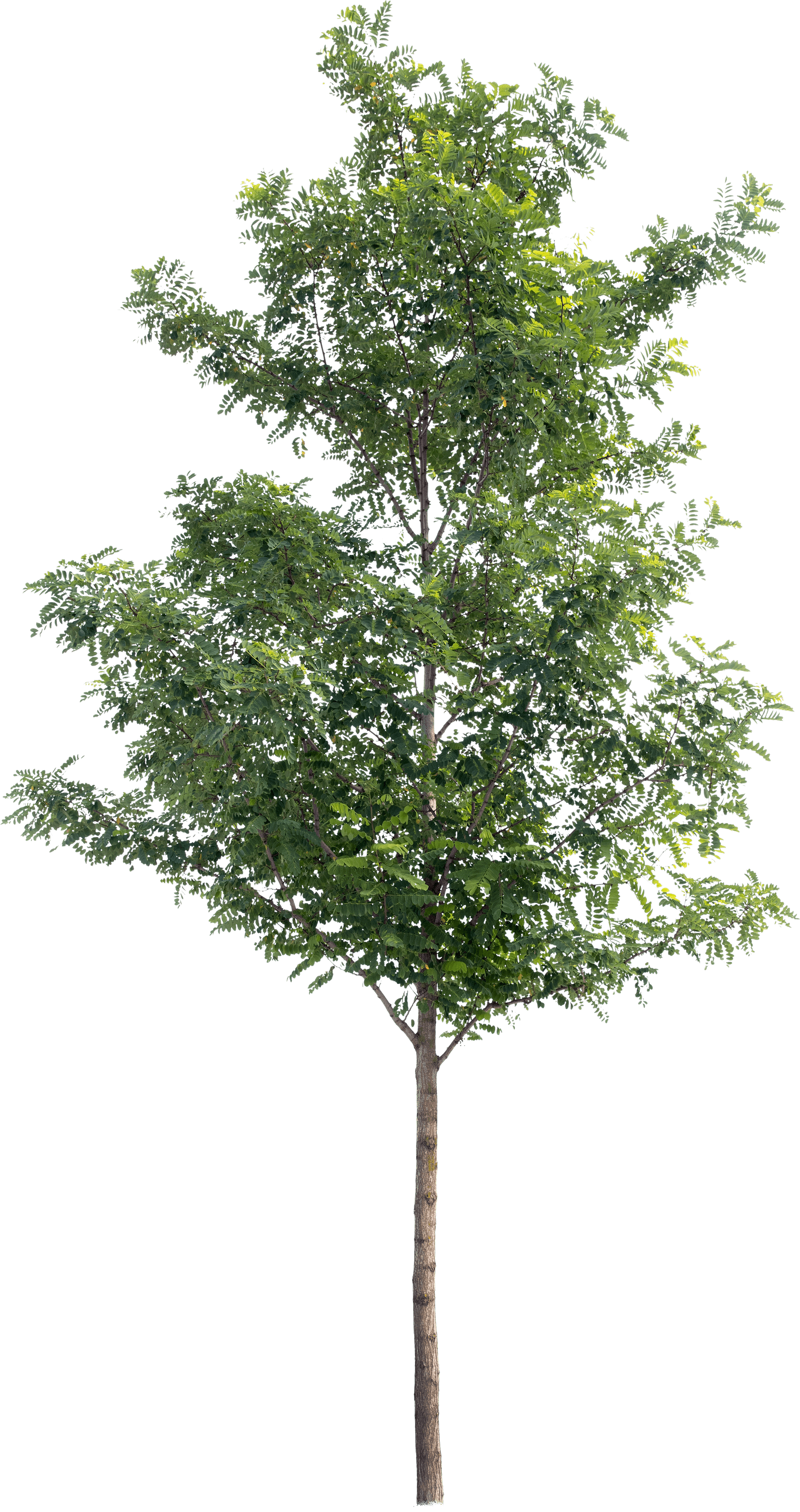 meye robinia pseudoacacia cut out tree in png