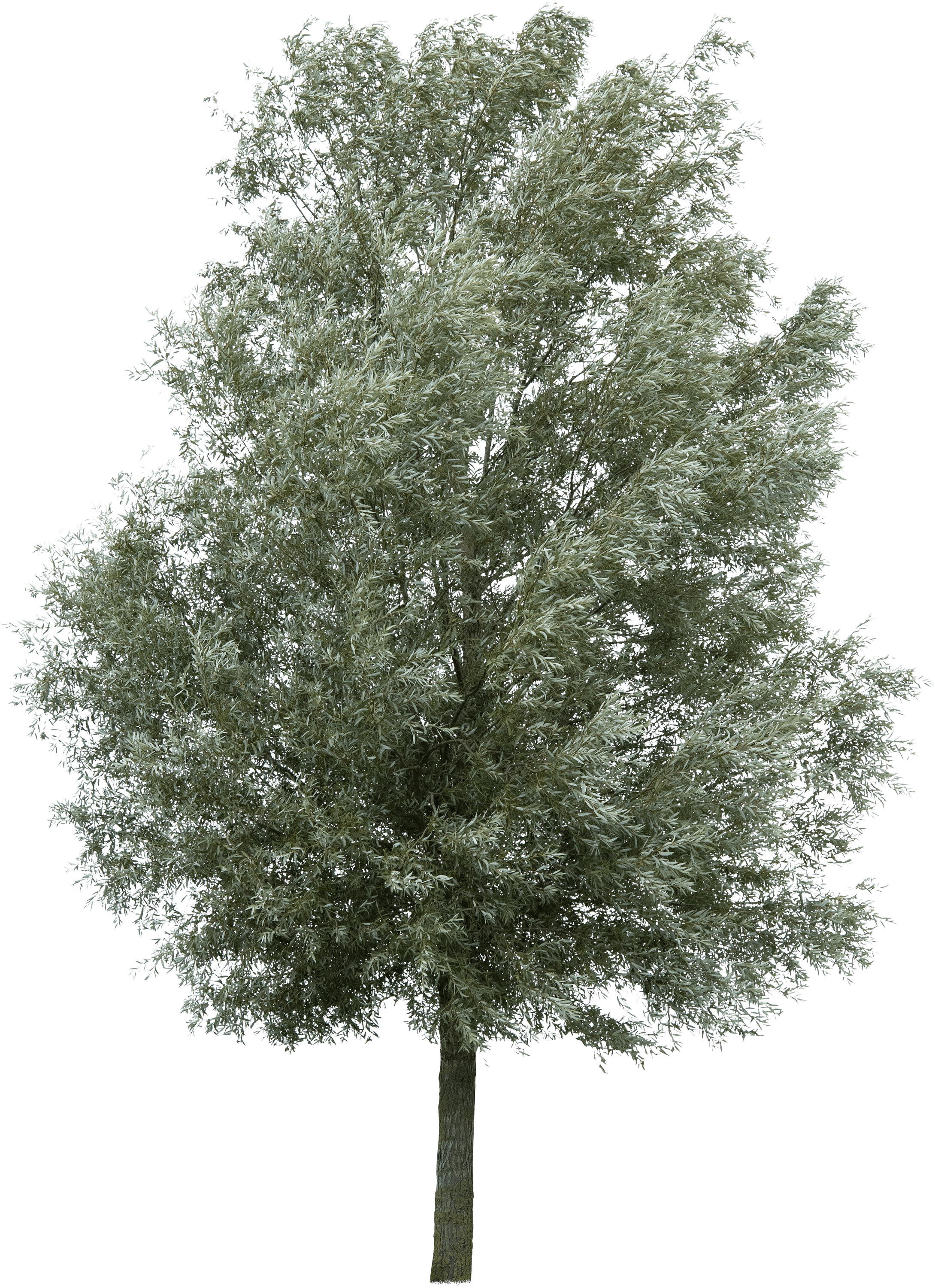 meye salix alba cut out tree in png