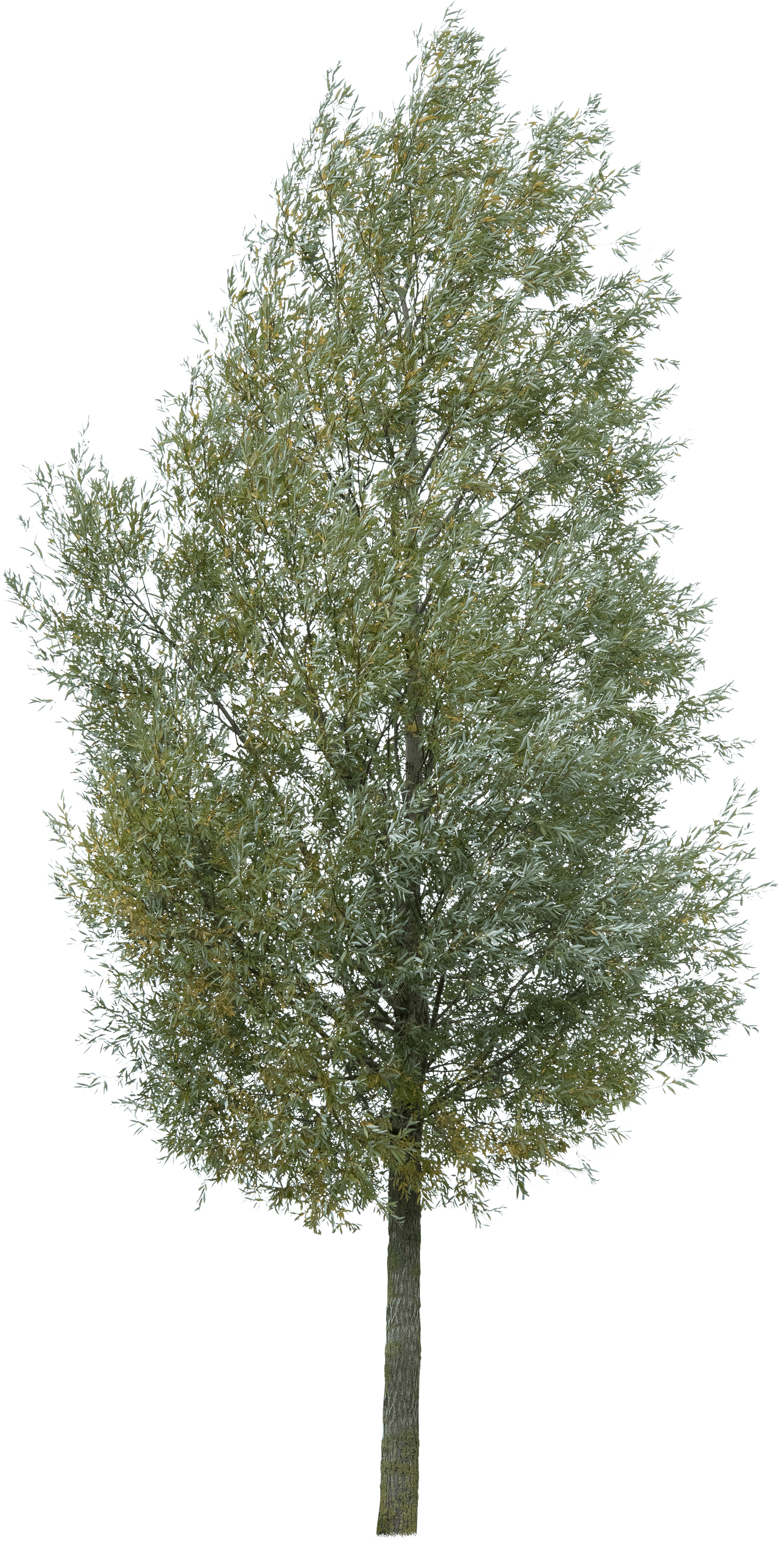 meye salix alba cut out tree in png