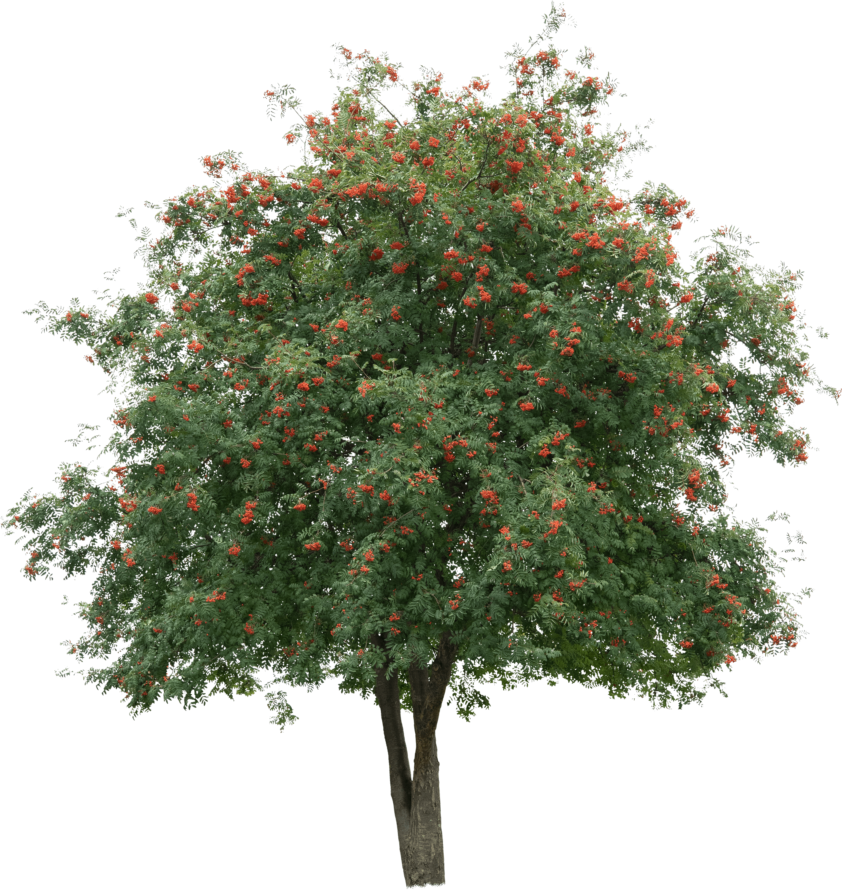 meye sorbus aucuparia cut out tree in png