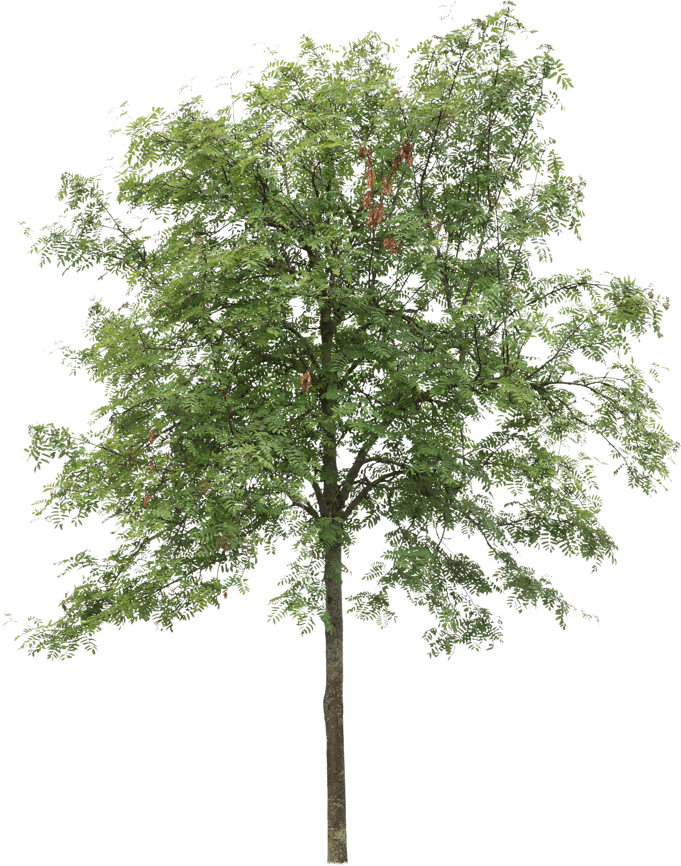 meye sorbus aucuparia cut out tree in png