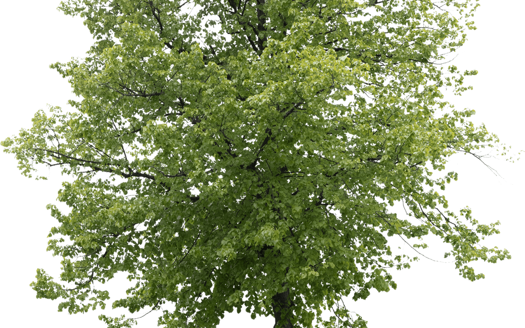 Tilia × europaea ‘Pallida’