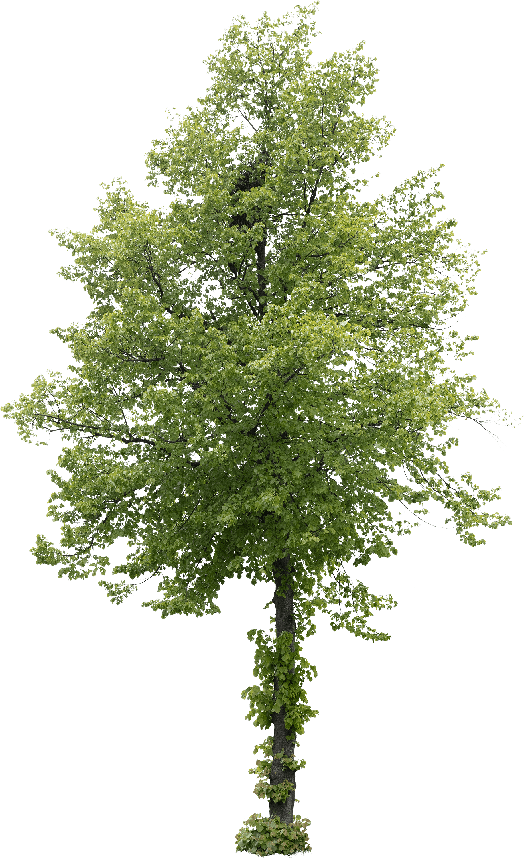 meye tilia europaea cut out tree in png