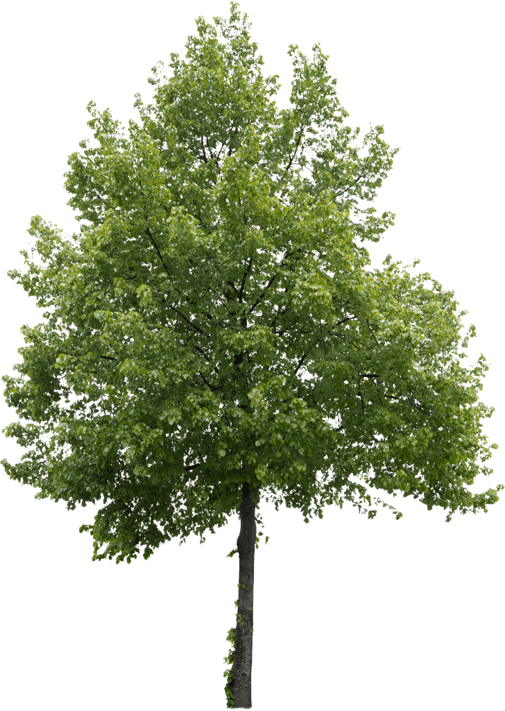 Дерево 45. Tilia PNG.