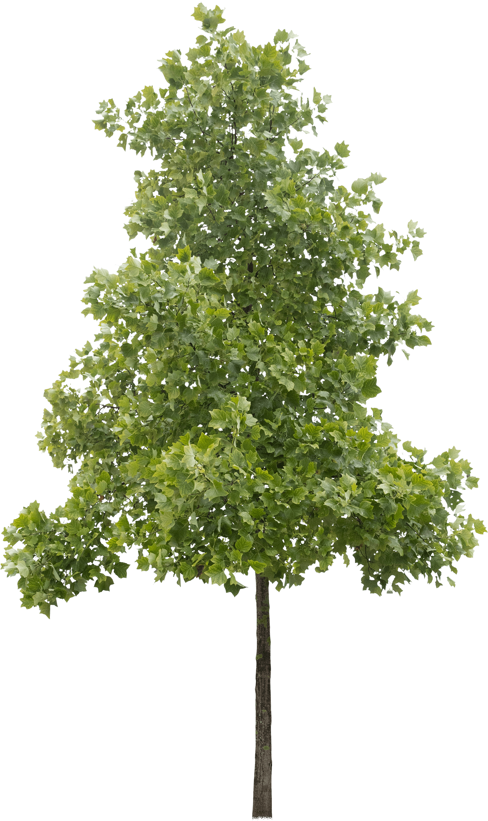 meye liriodendron tulipifera cut out tree in png