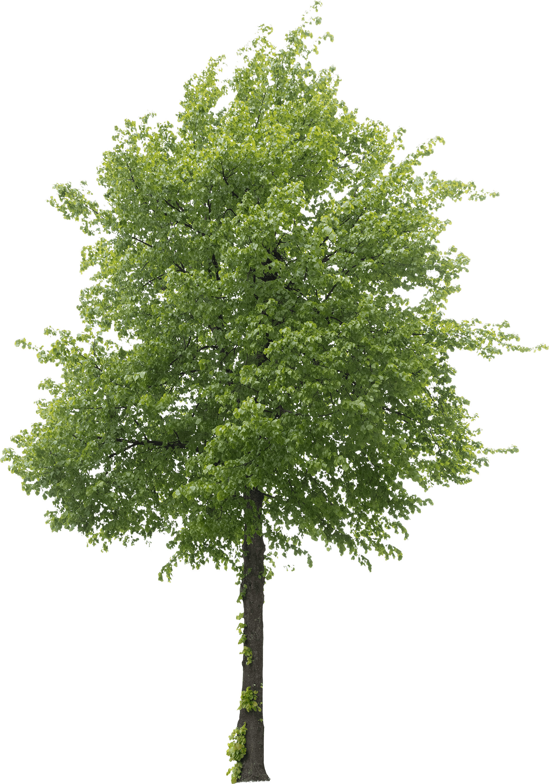 meye tilia europaea cut out tree in png