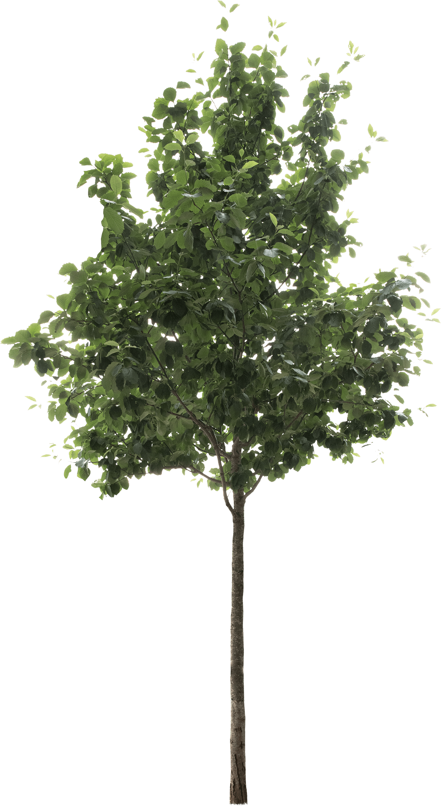 meye sorbus latifolia atro cut out tree in png