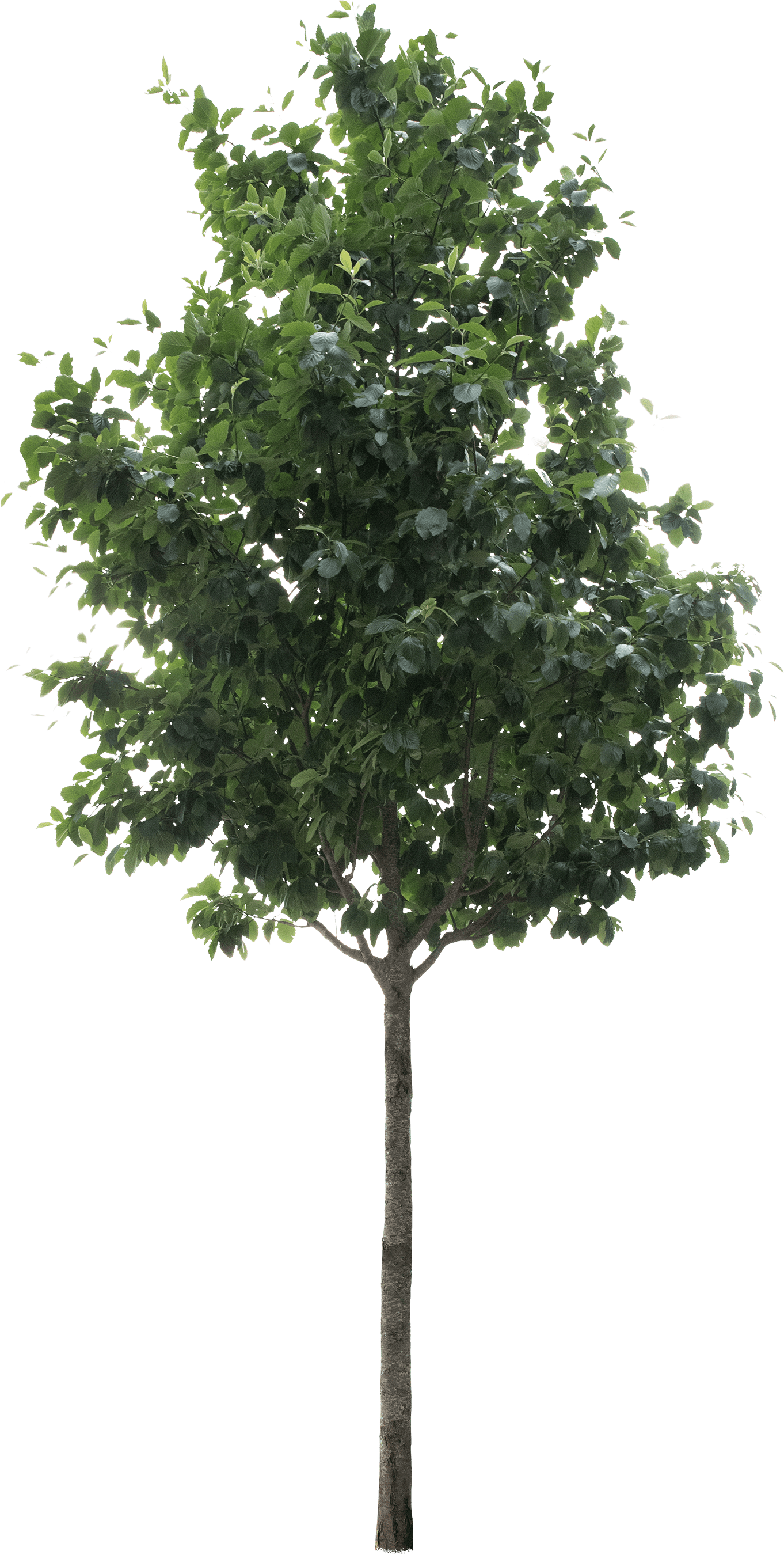 meye sorbus latifolia atro cut out tree in png