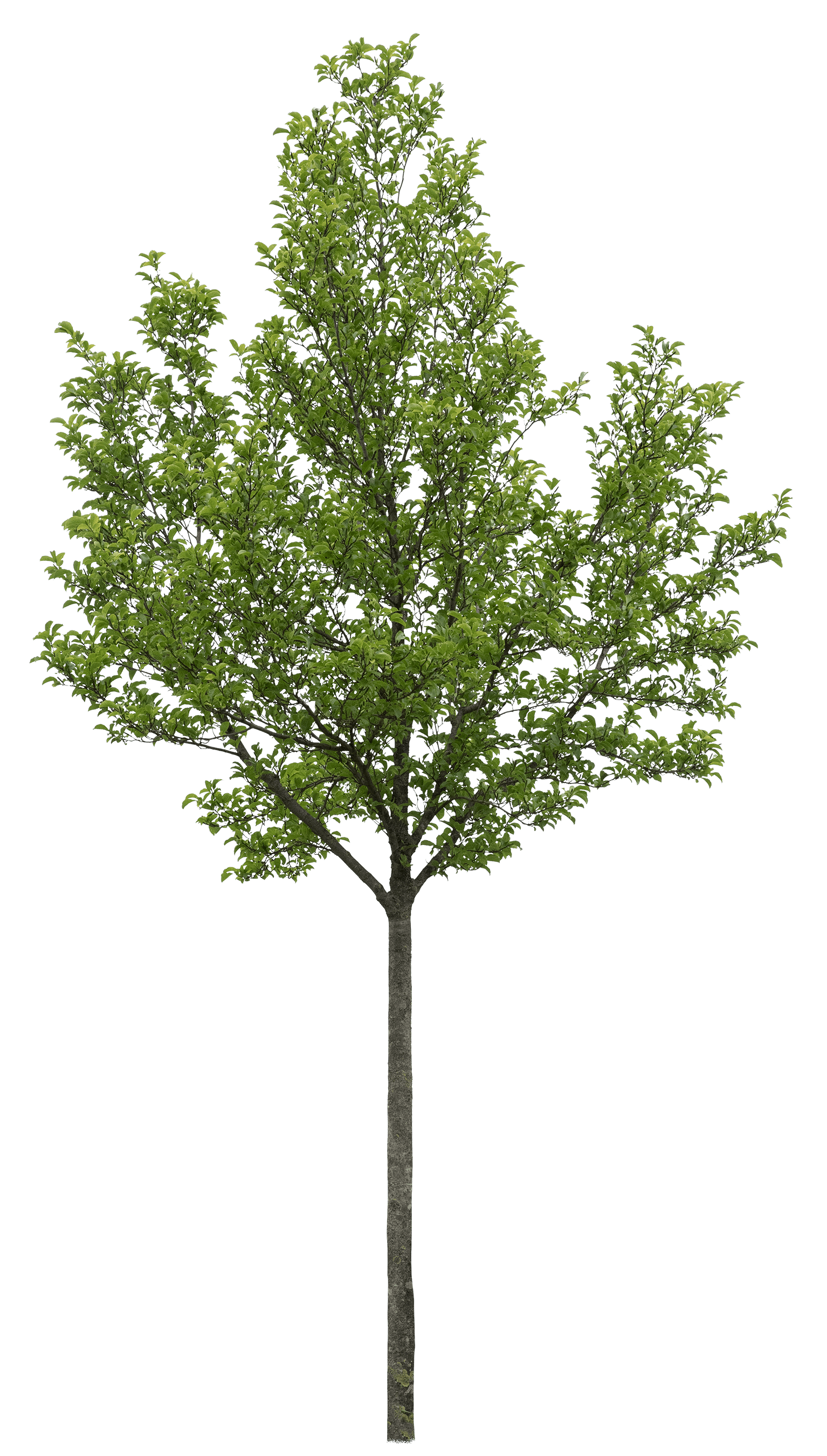 meye magnolia kobus cut out tree in png