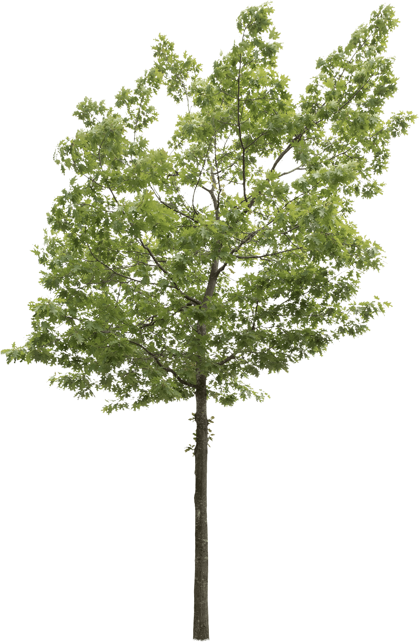 meye quercus coccinea cut out tree in png