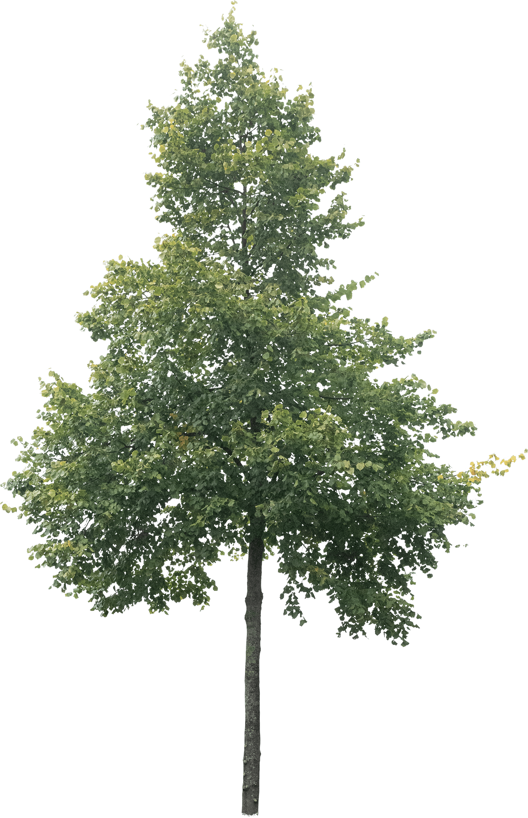 meye_S2641_tilia-europaea.png meye_S2643_tilia-europaea.png