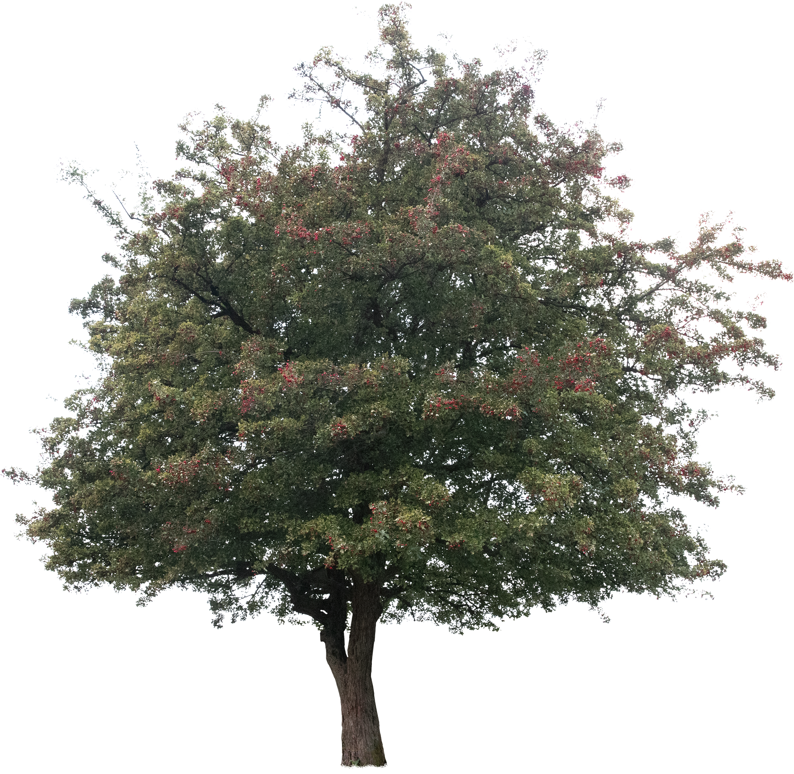 meye crataegus monogyna cutout tree in png
