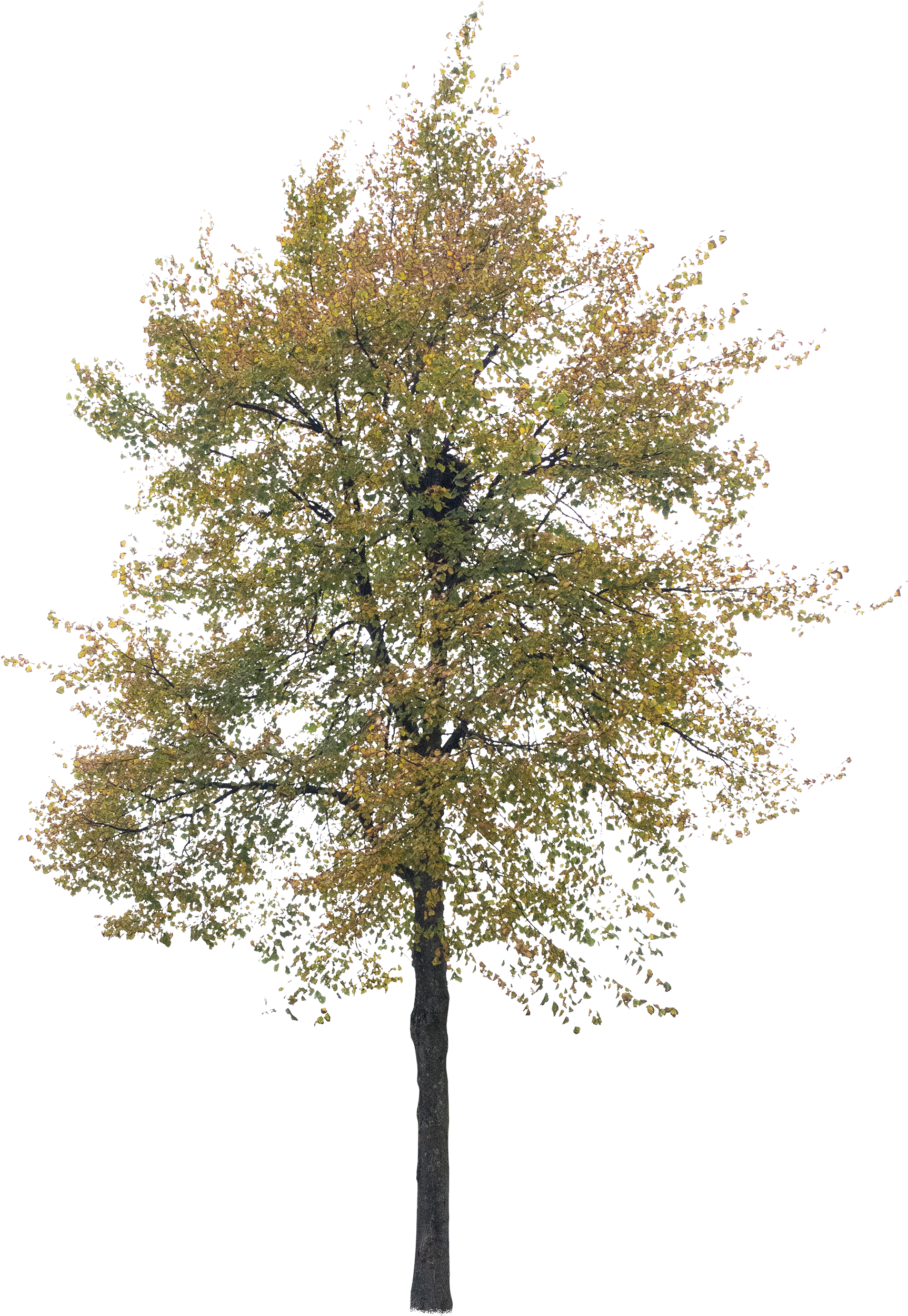 meye tilia europaea cutout tree in png
