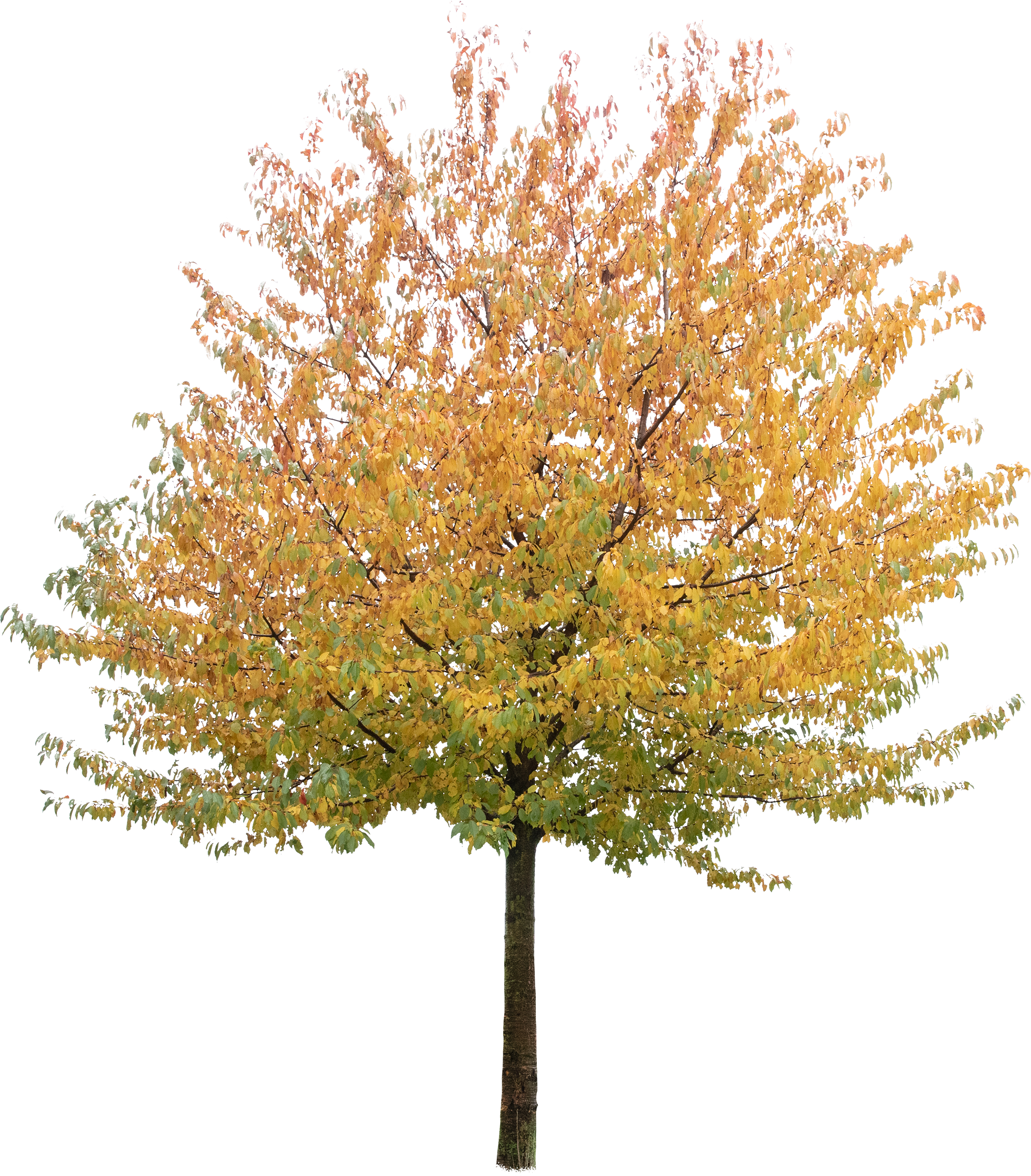meye prunus avium plena cutout tree in png