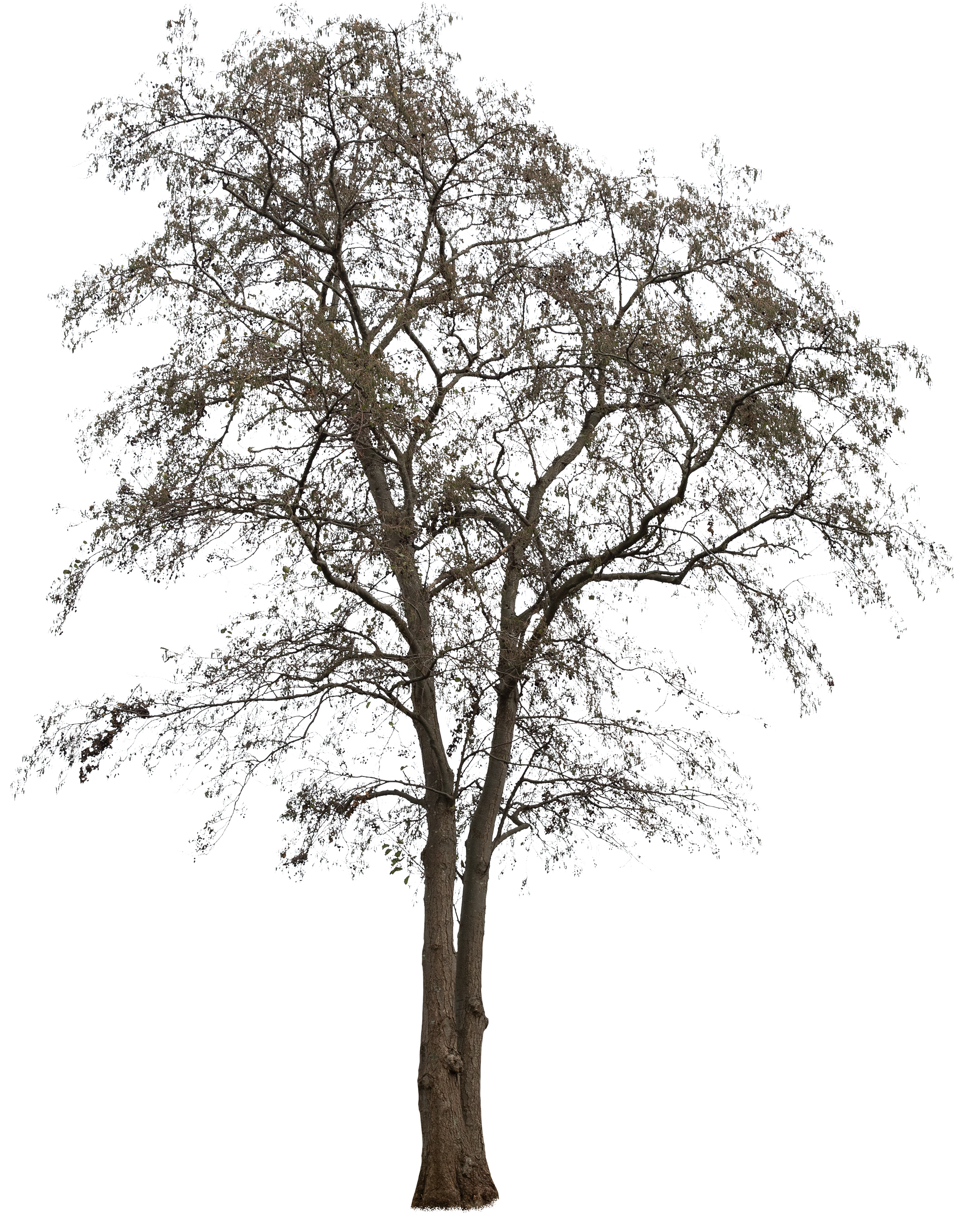 meye alnus glutinosa cutout tree in png