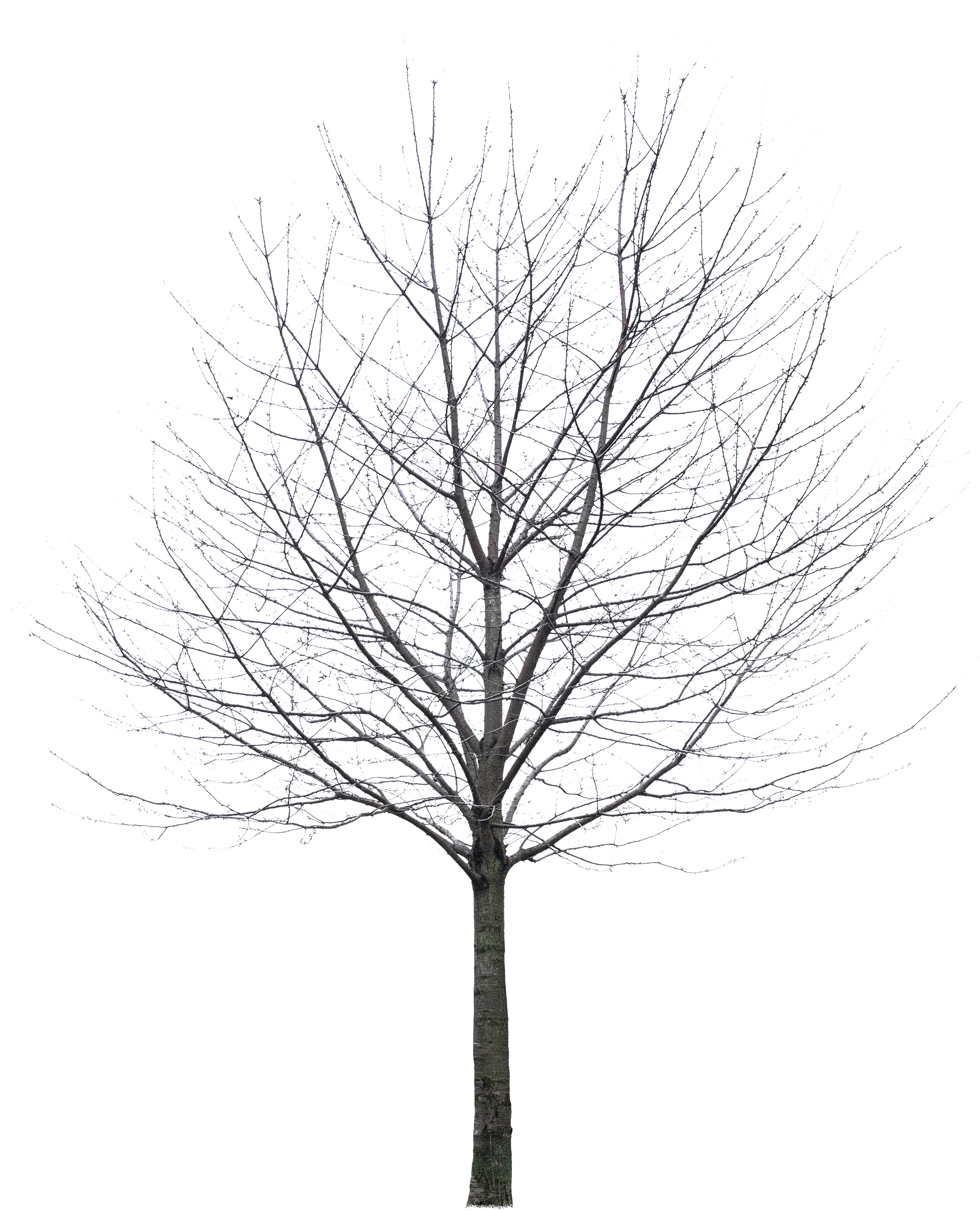 meye prunus avium cutout tree in png