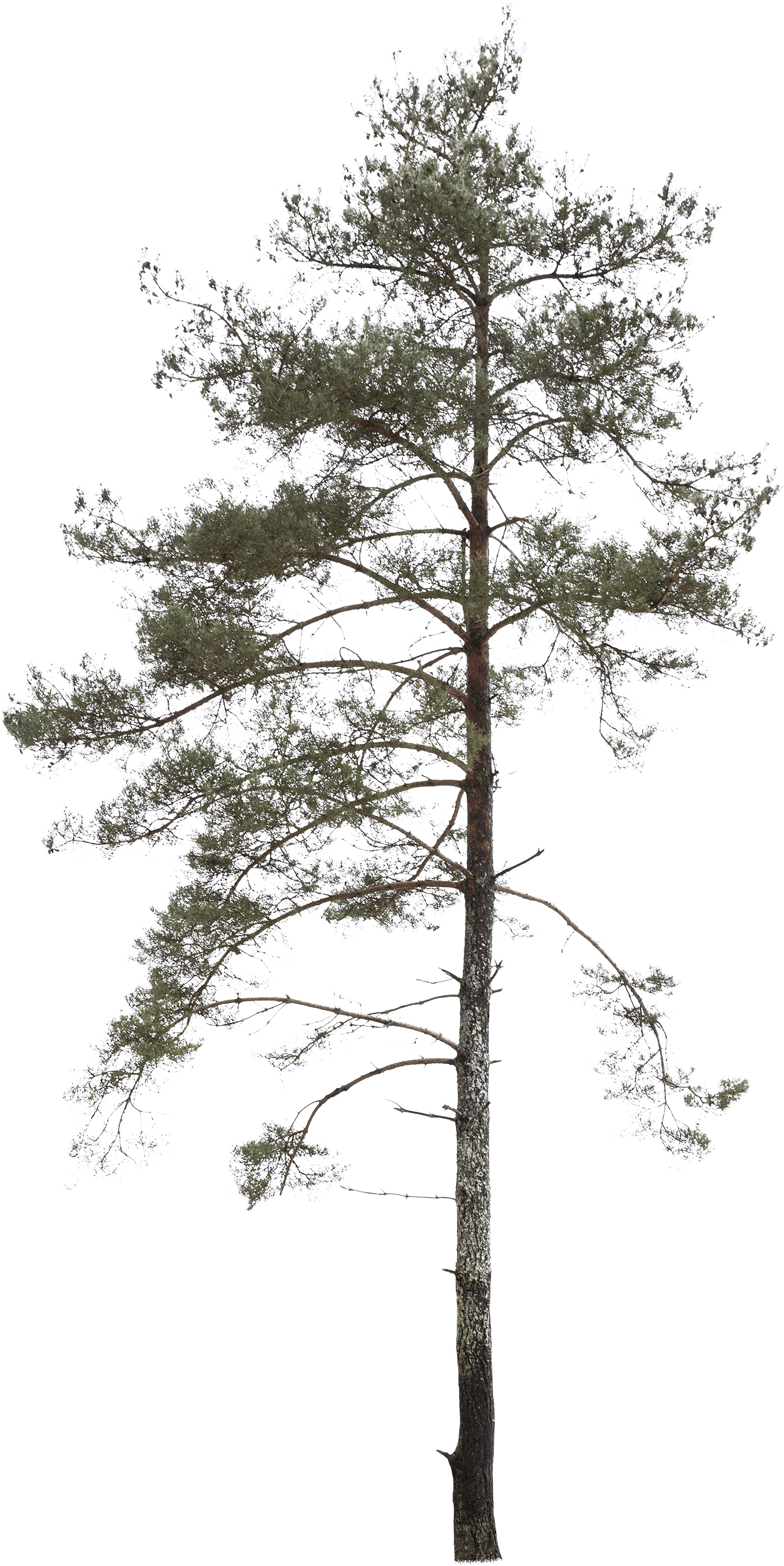 meye pinus sylvestris cutout tree in png