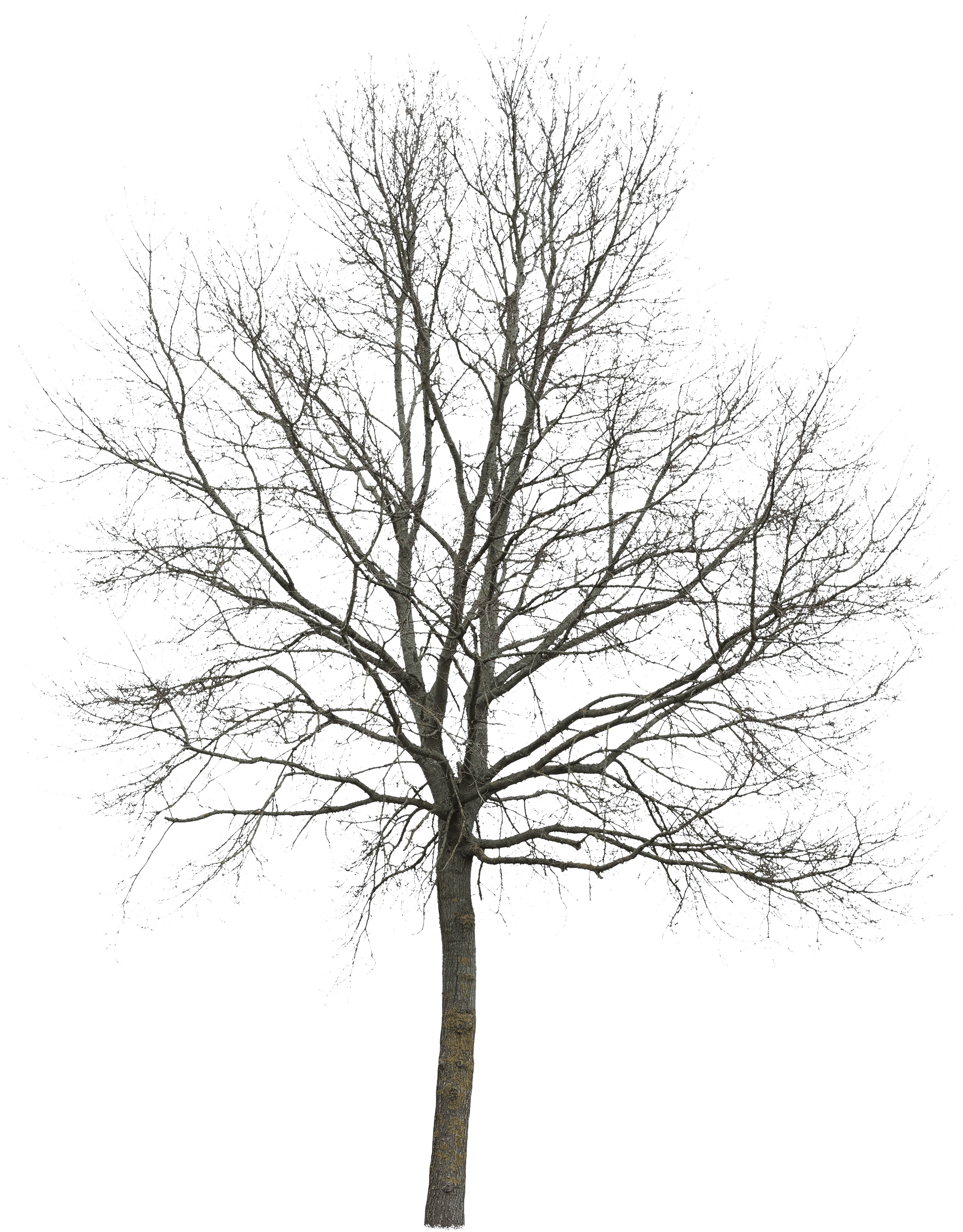 meye quercus robur cutout tree in png