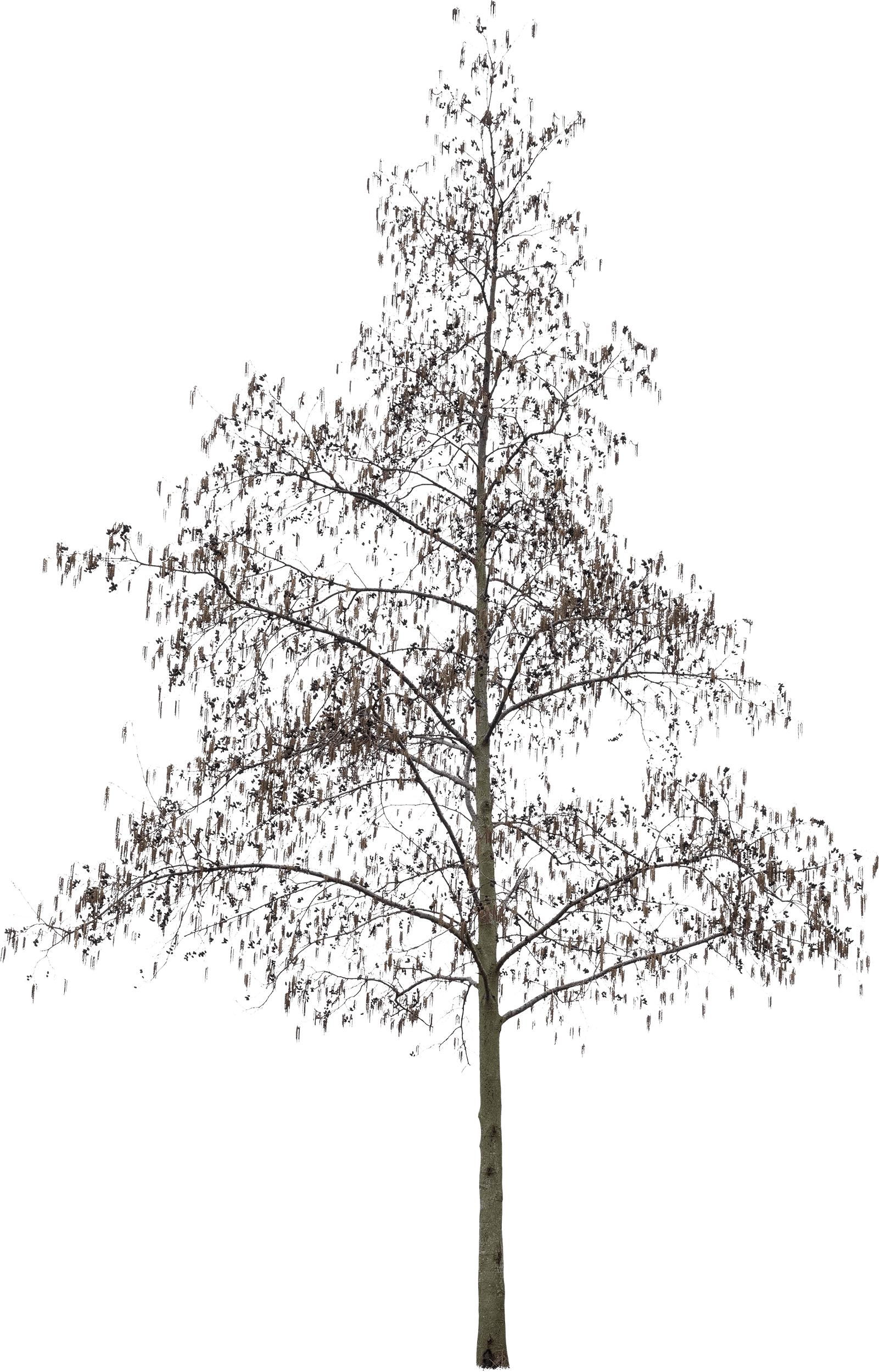 meye alnus spaethii cutout tree in png